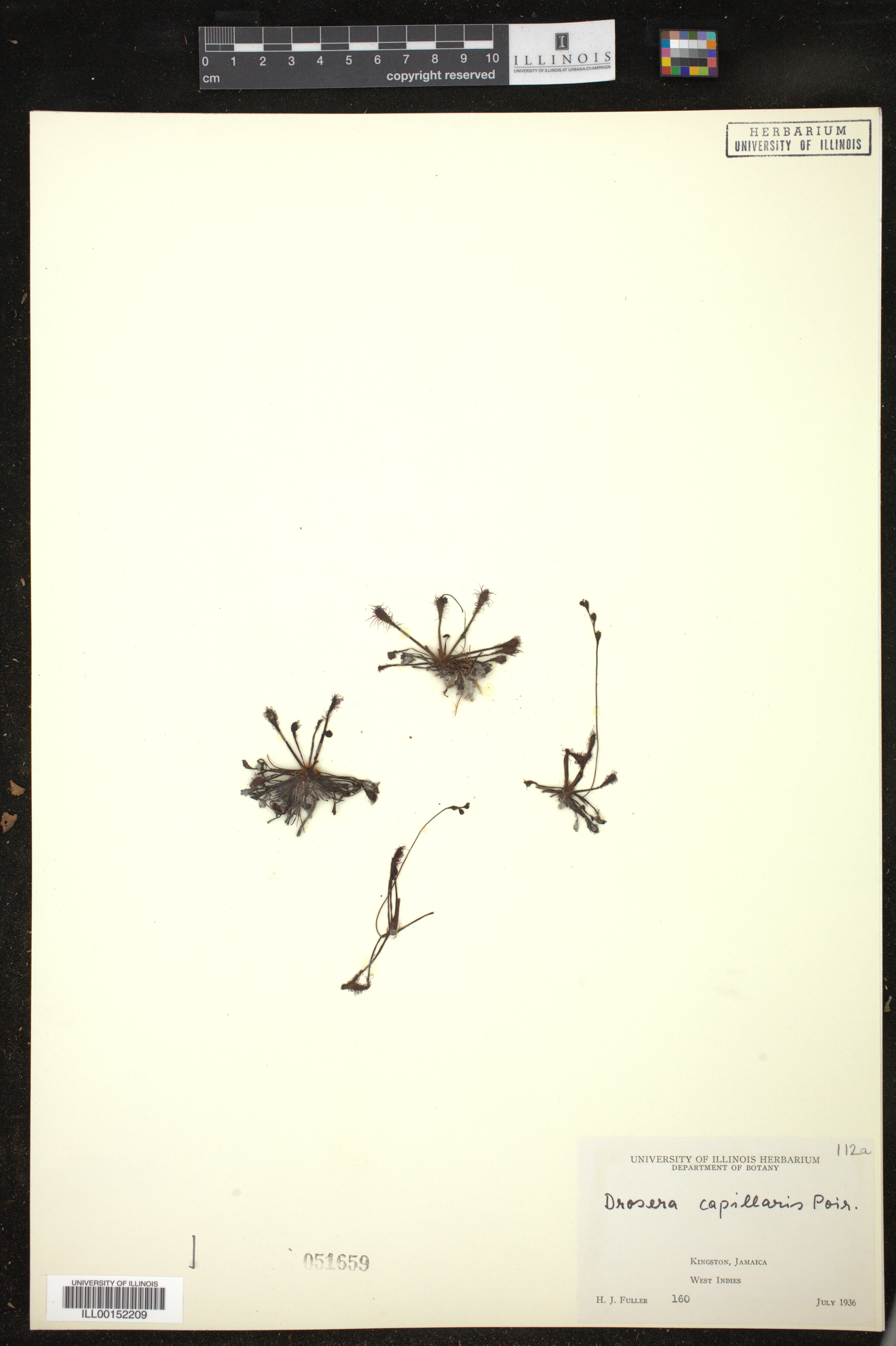 Drosera capillaris image