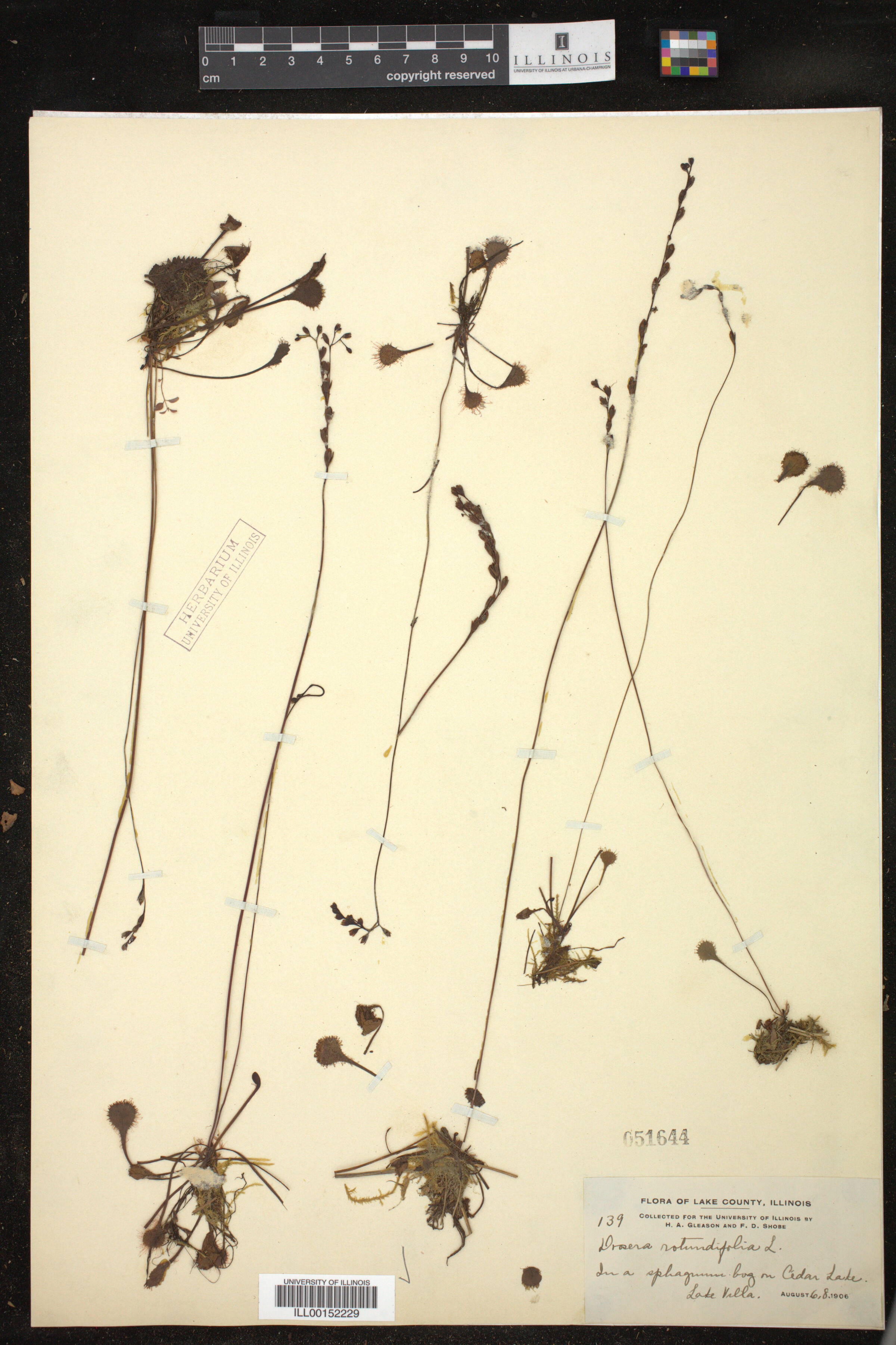 Drosera rotundifolia image
