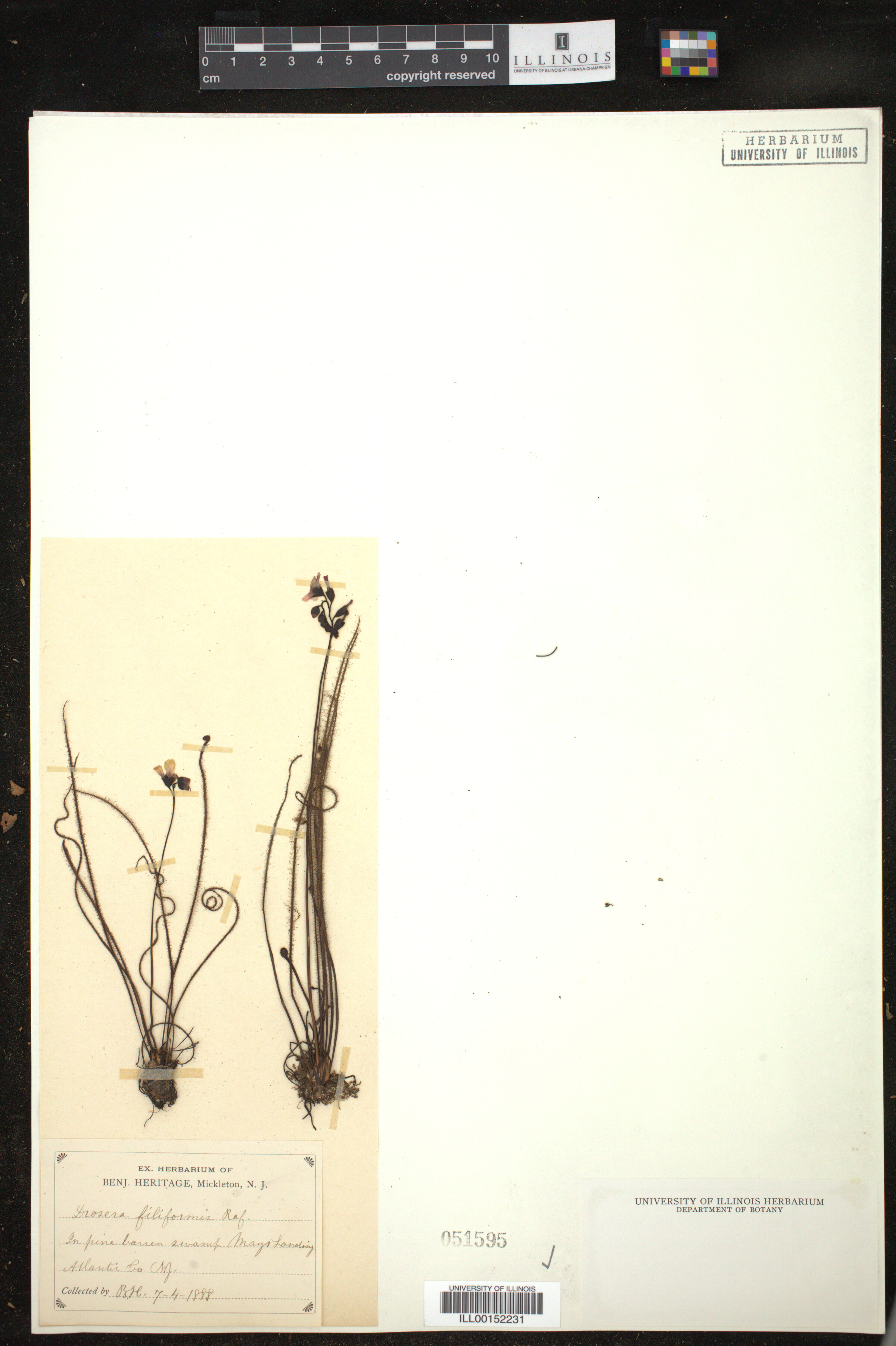 Drosera filiformis image