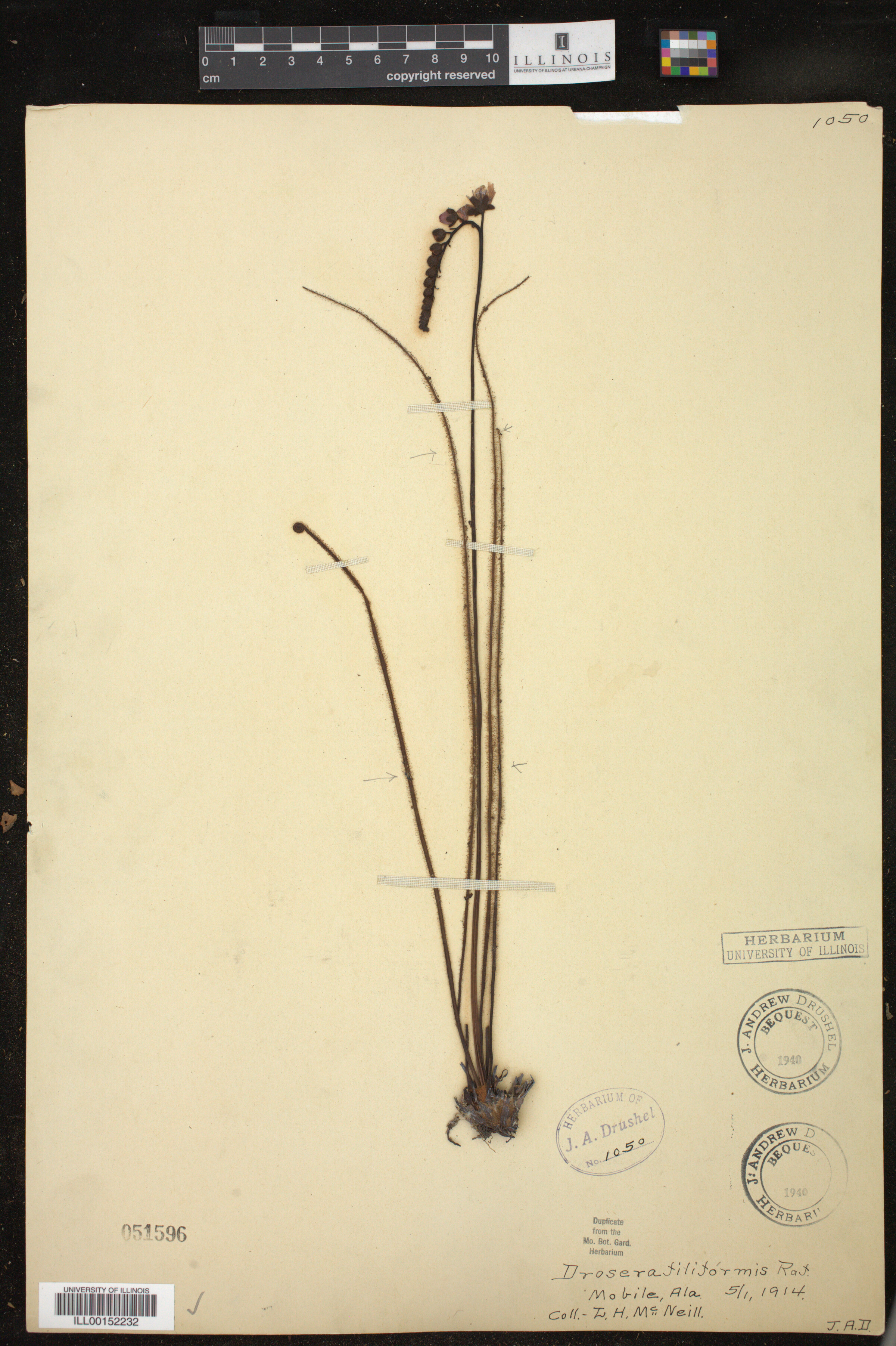 Drosera filiformis image
