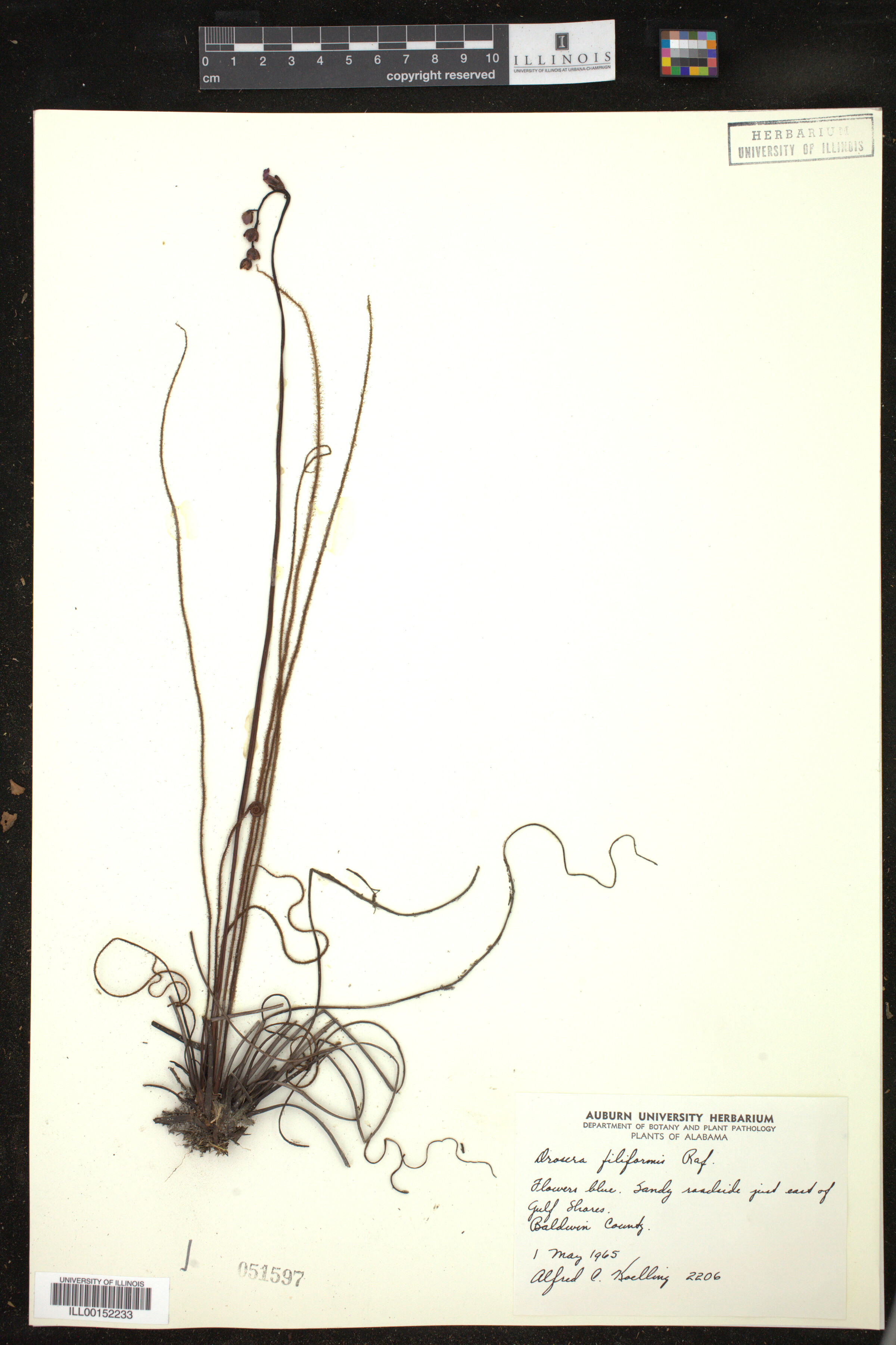 Drosera filiformis image