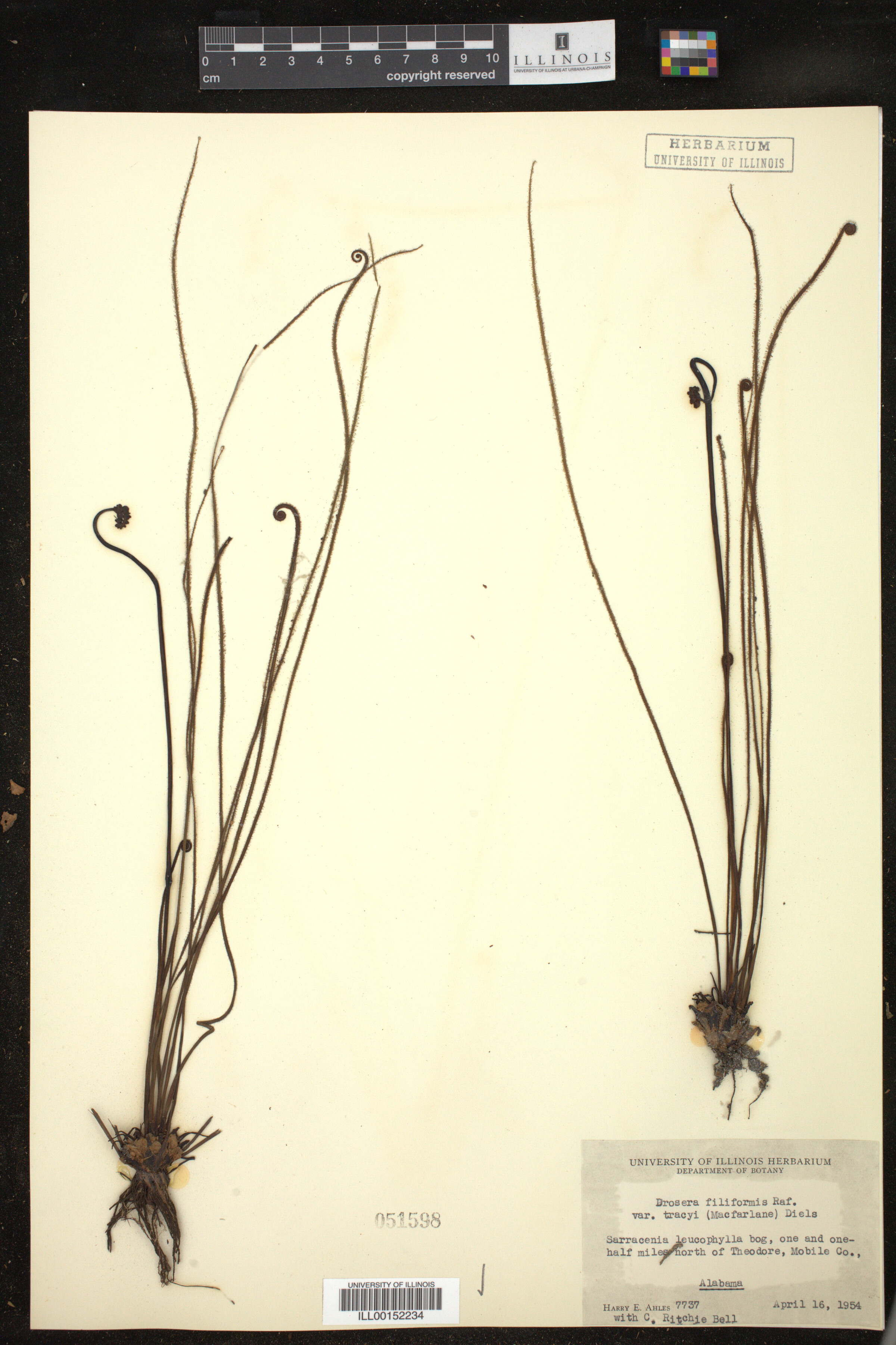 Drosera filiformis image