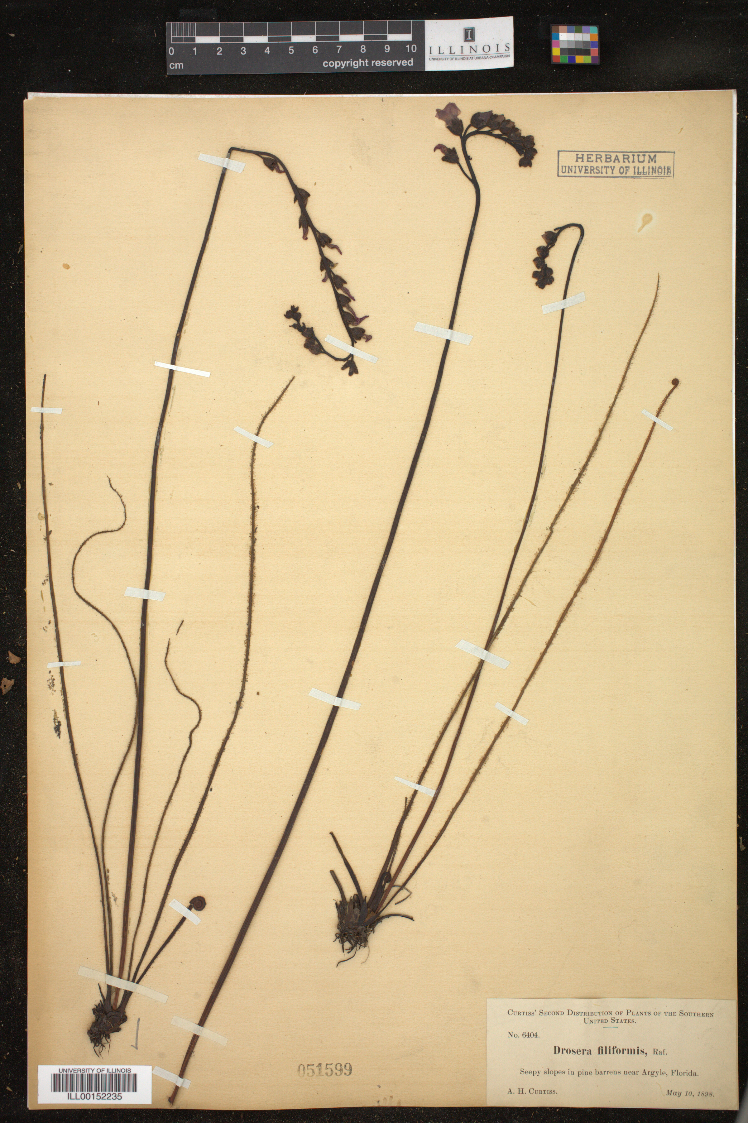 Drosera filiformis image