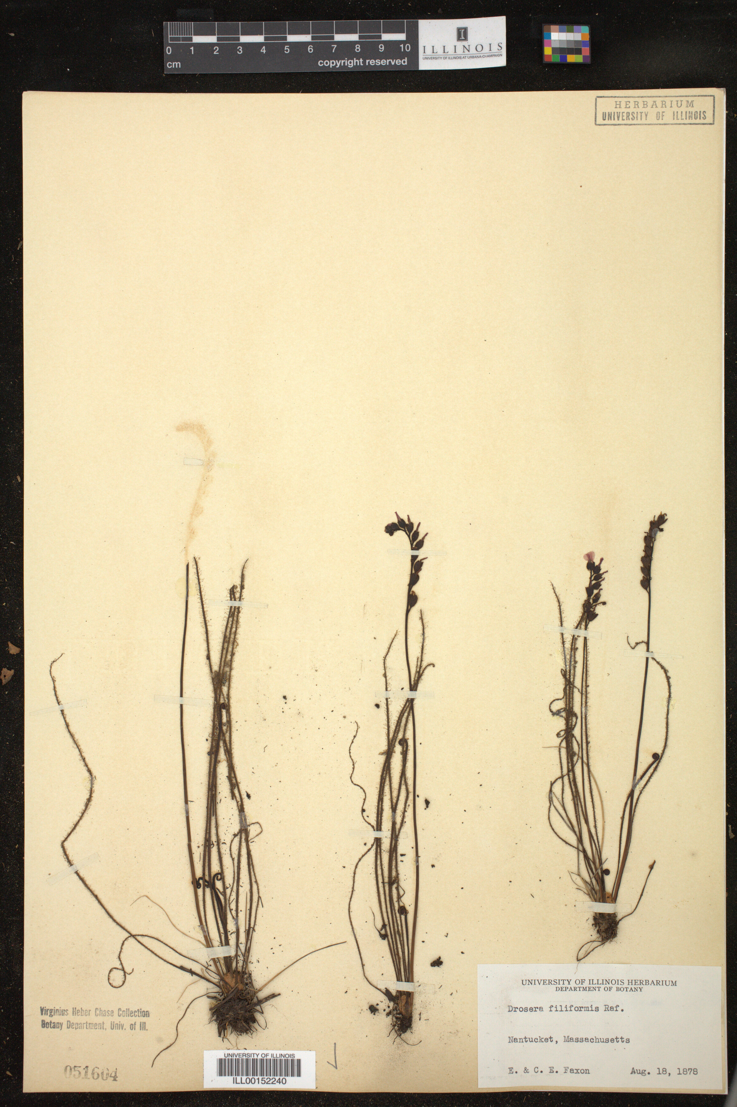 Drosera filiformis image