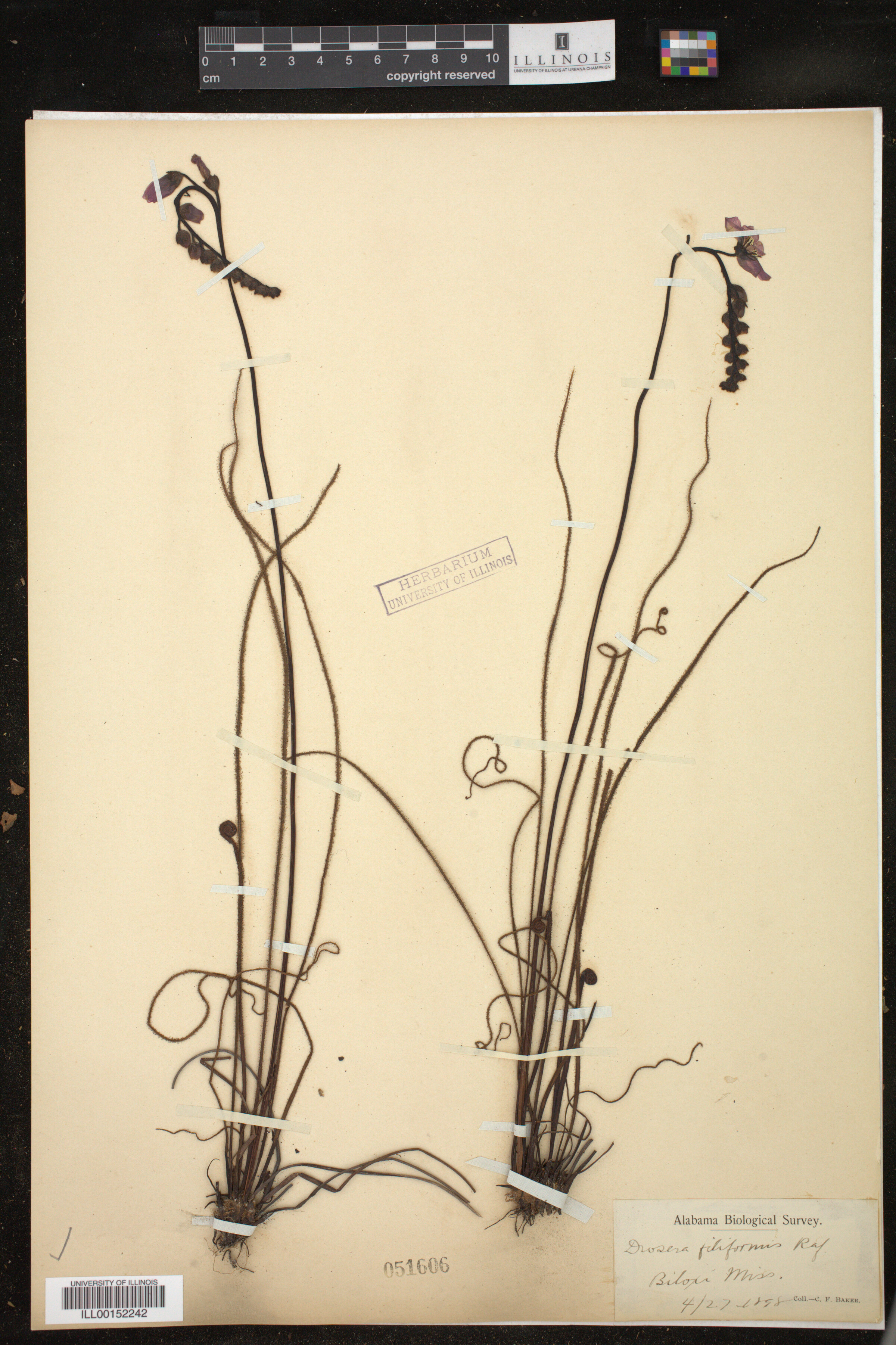 Drosera filiformis image