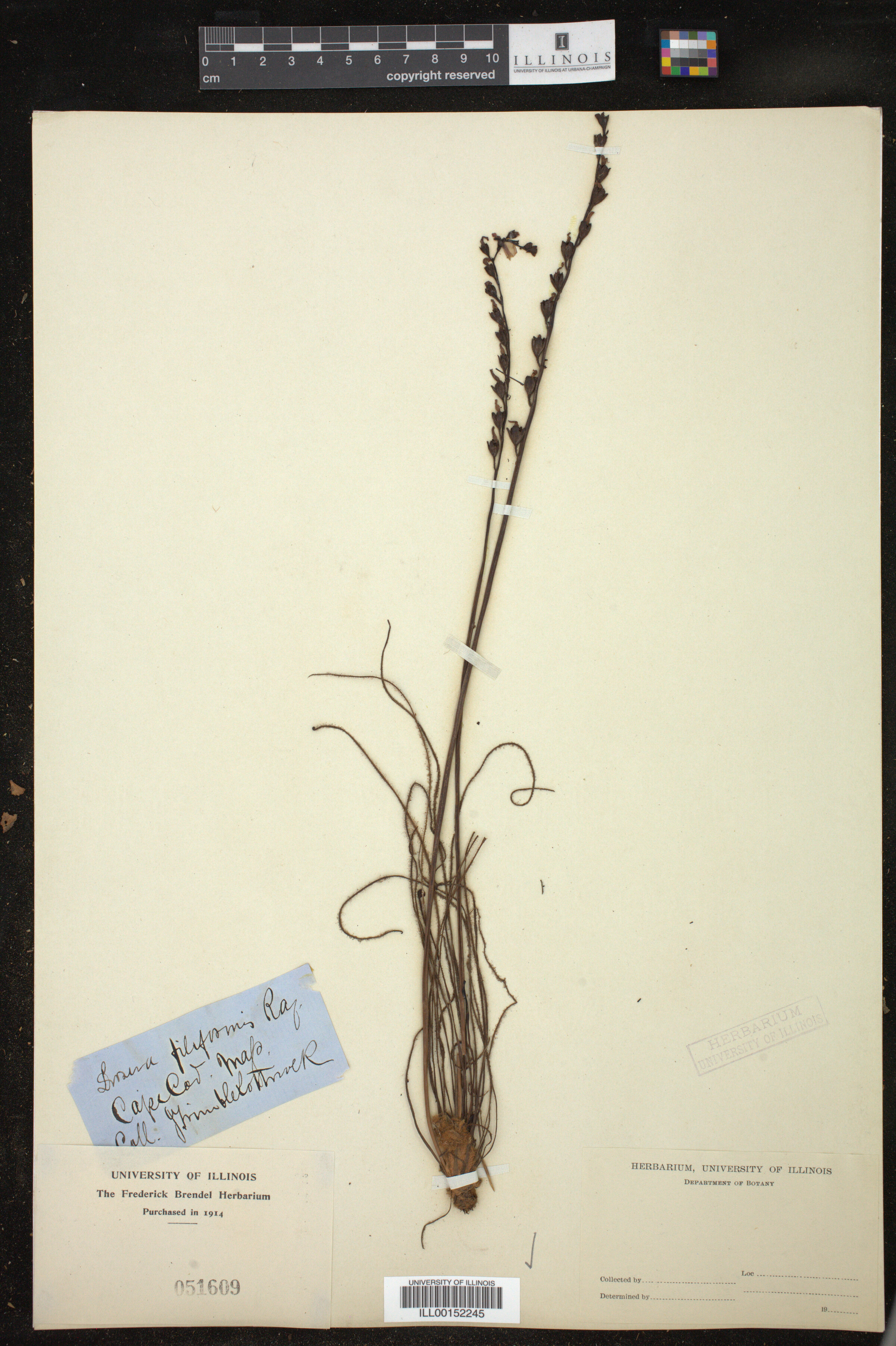 Drosera filiformis image