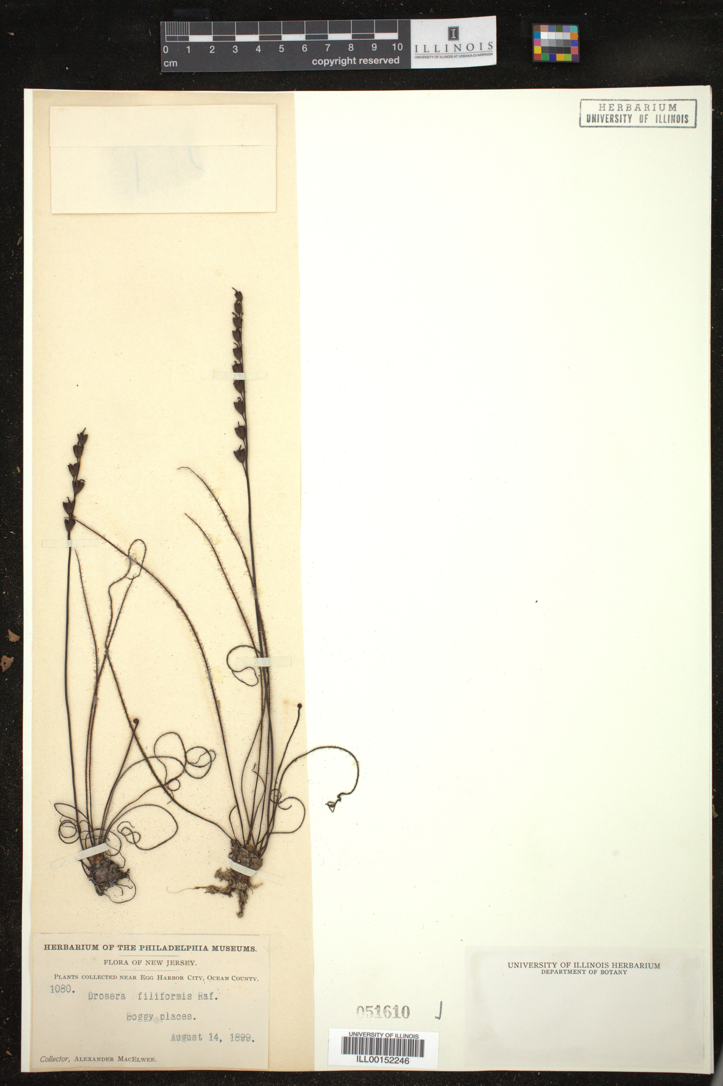 Drosera filiformis image