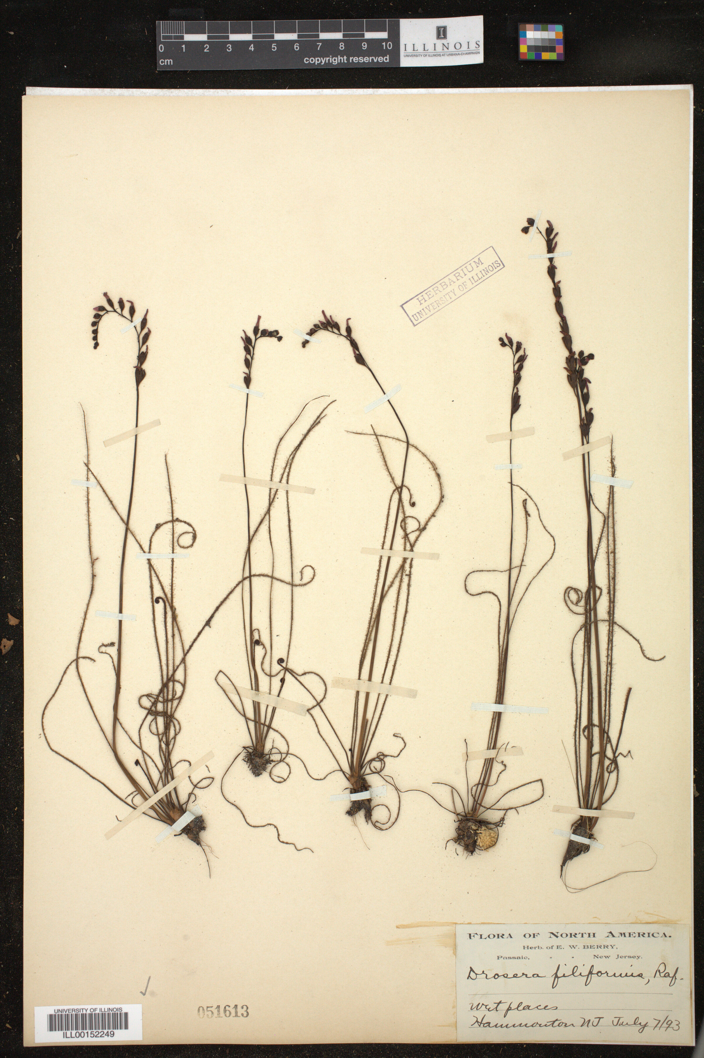 Droseraceae image
