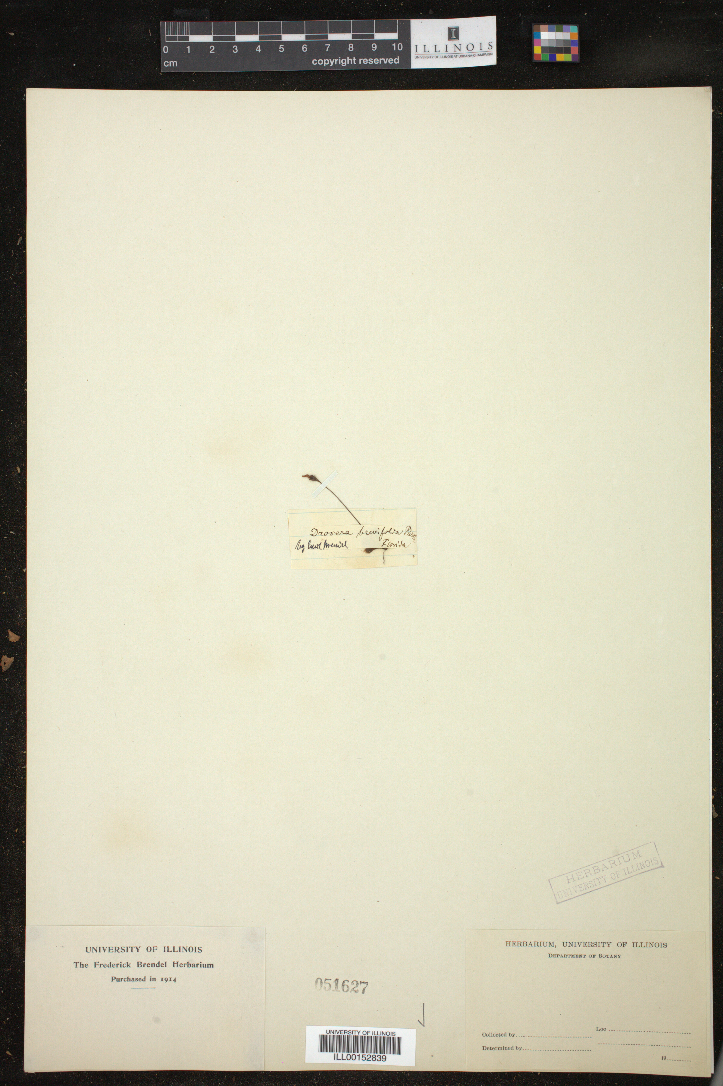 Drosera brevifolia image