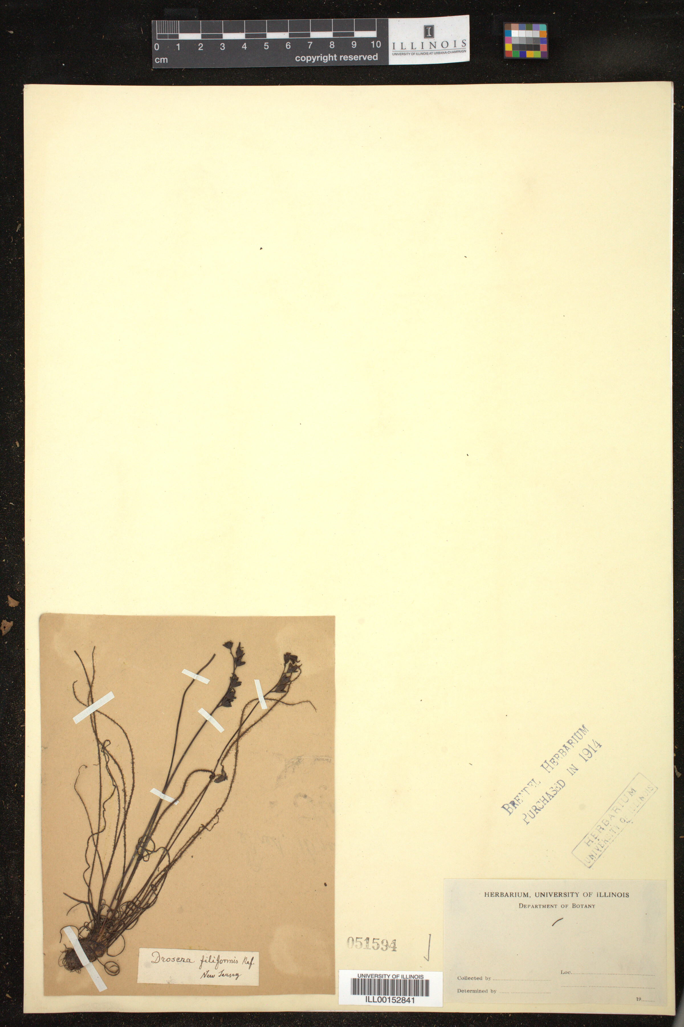 Drosera filiformis image