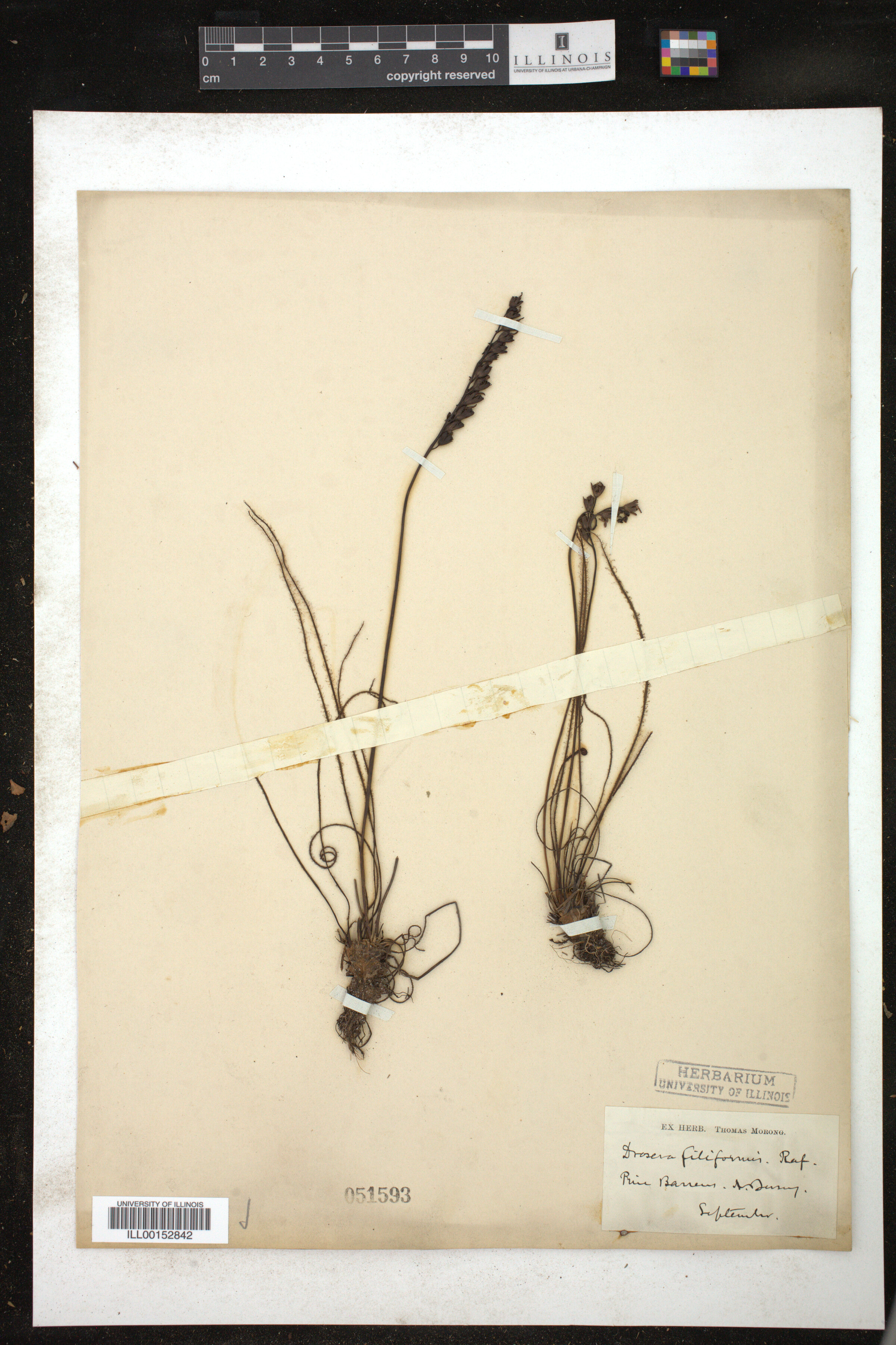 Drosera filiformis image