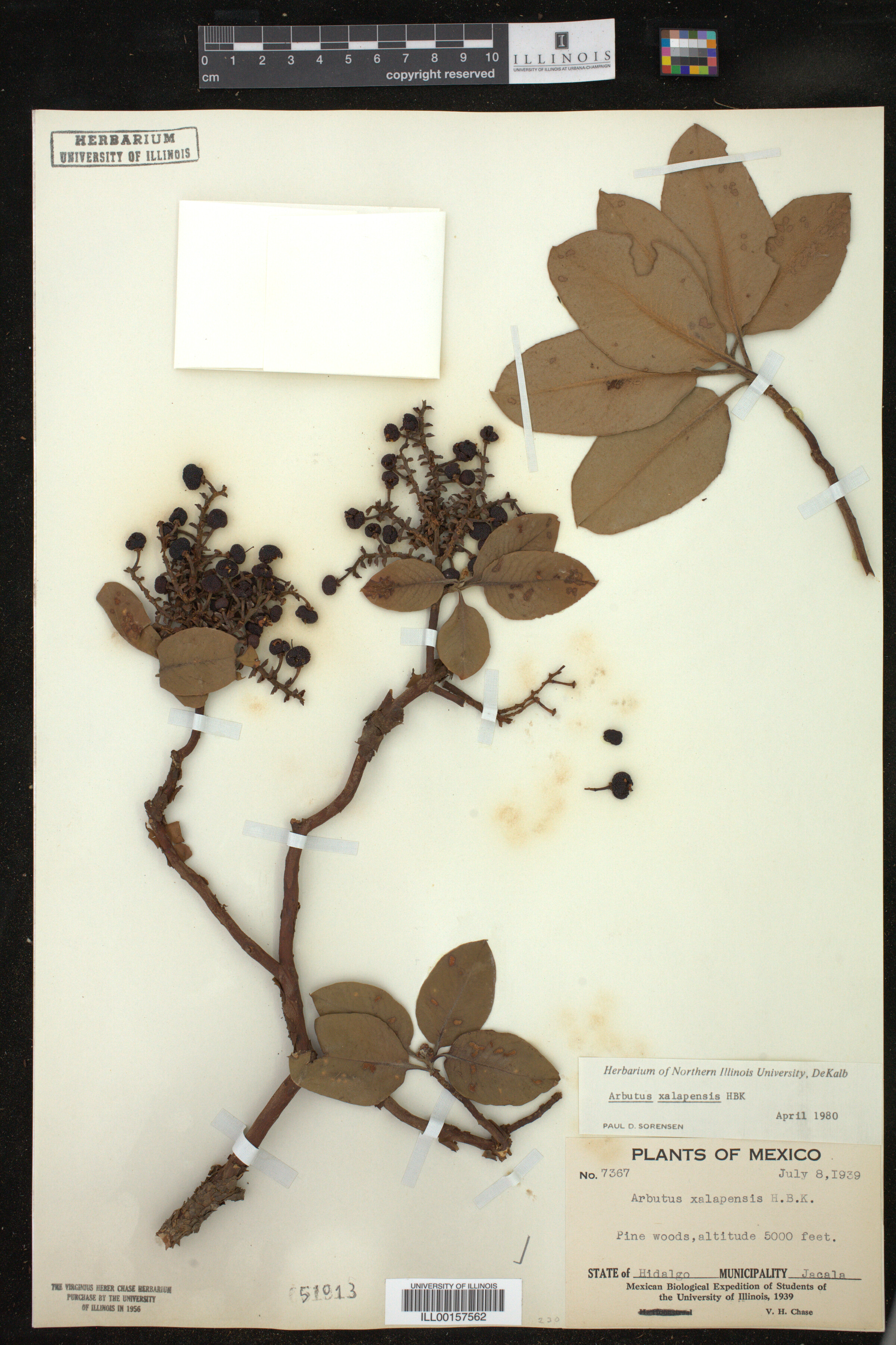 Arbutus xalapensis image