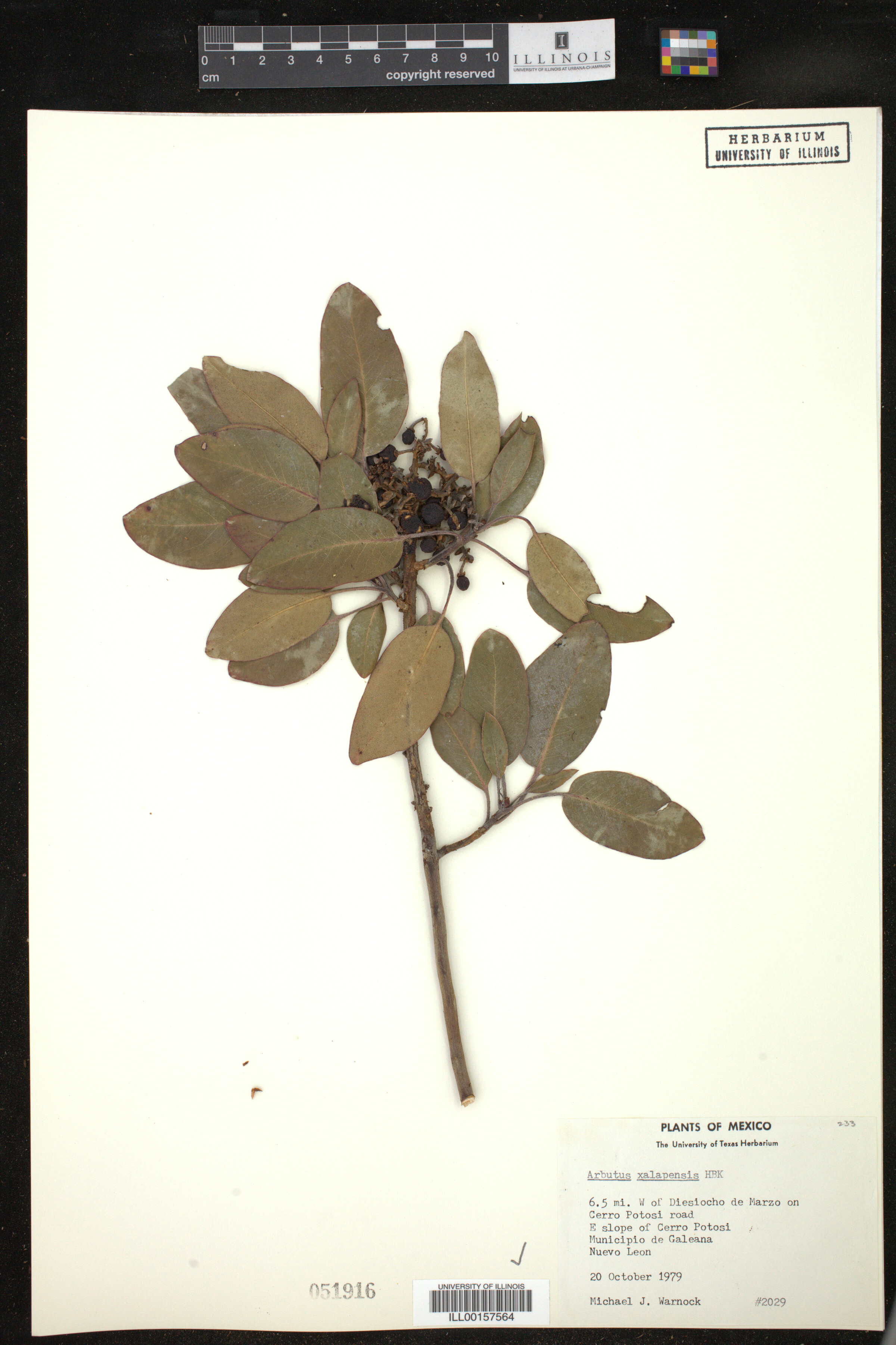 Arbutus xalapensis image