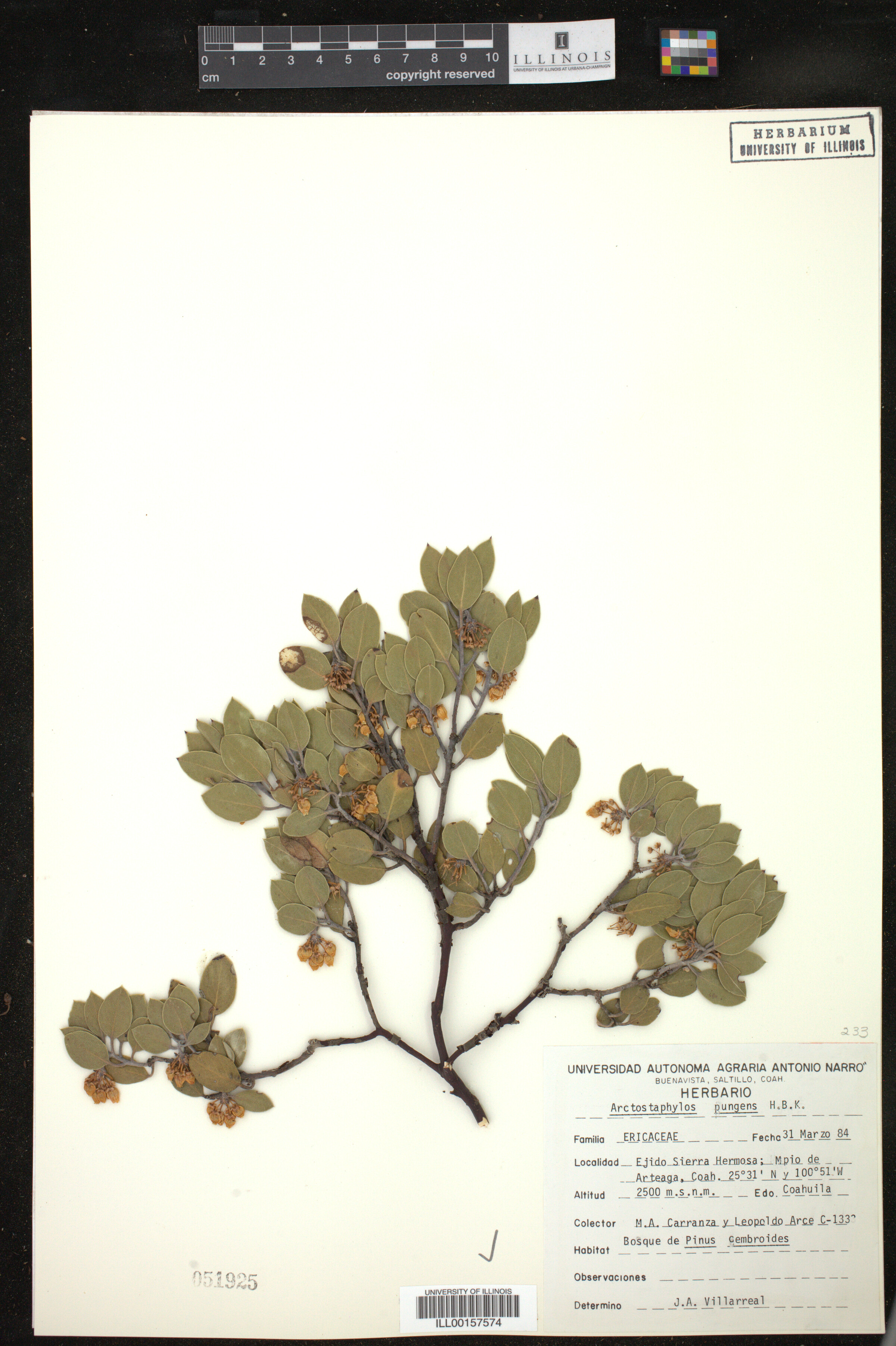 Arctostaphylos pungens image