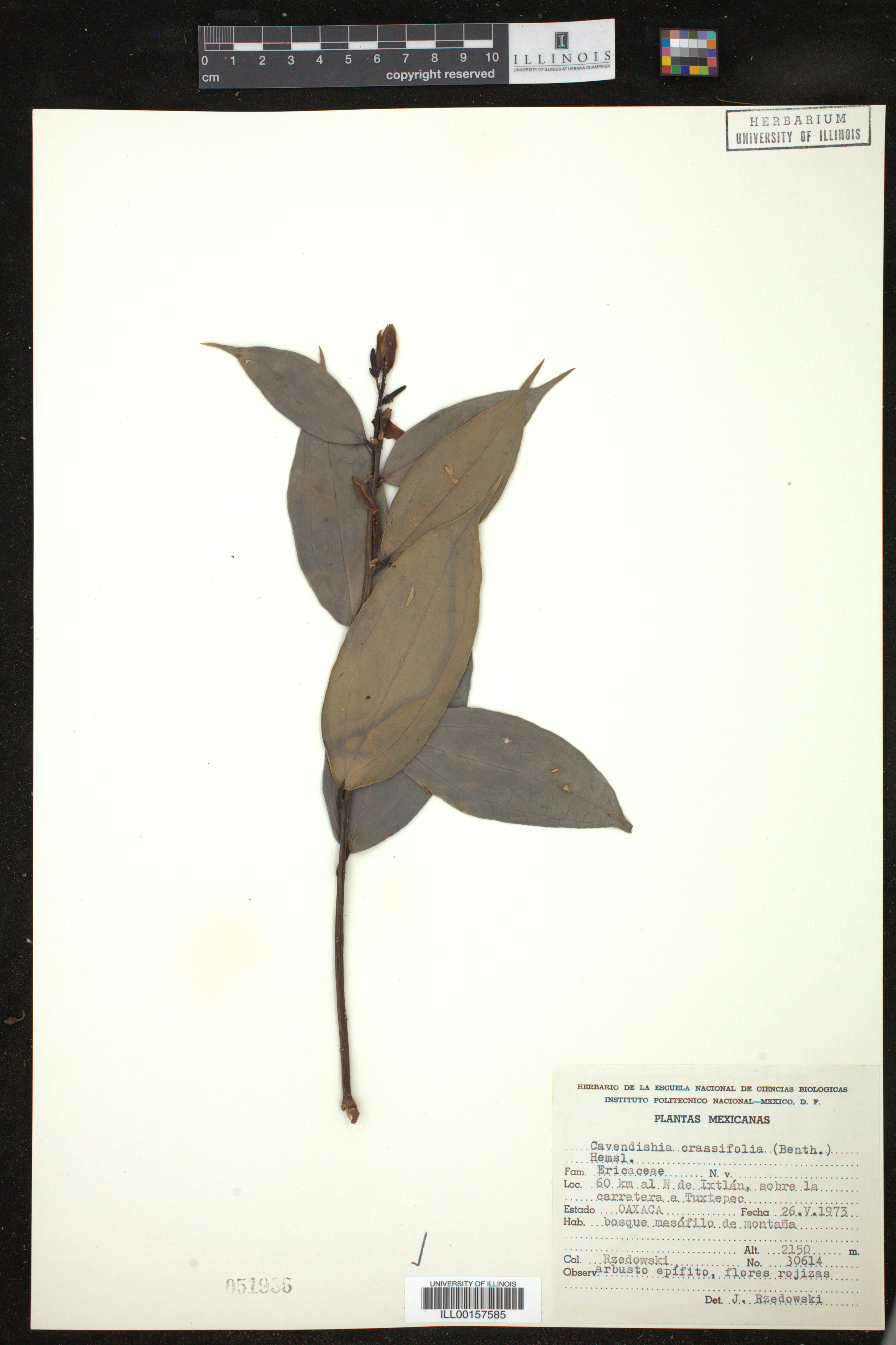 Cavendishia image