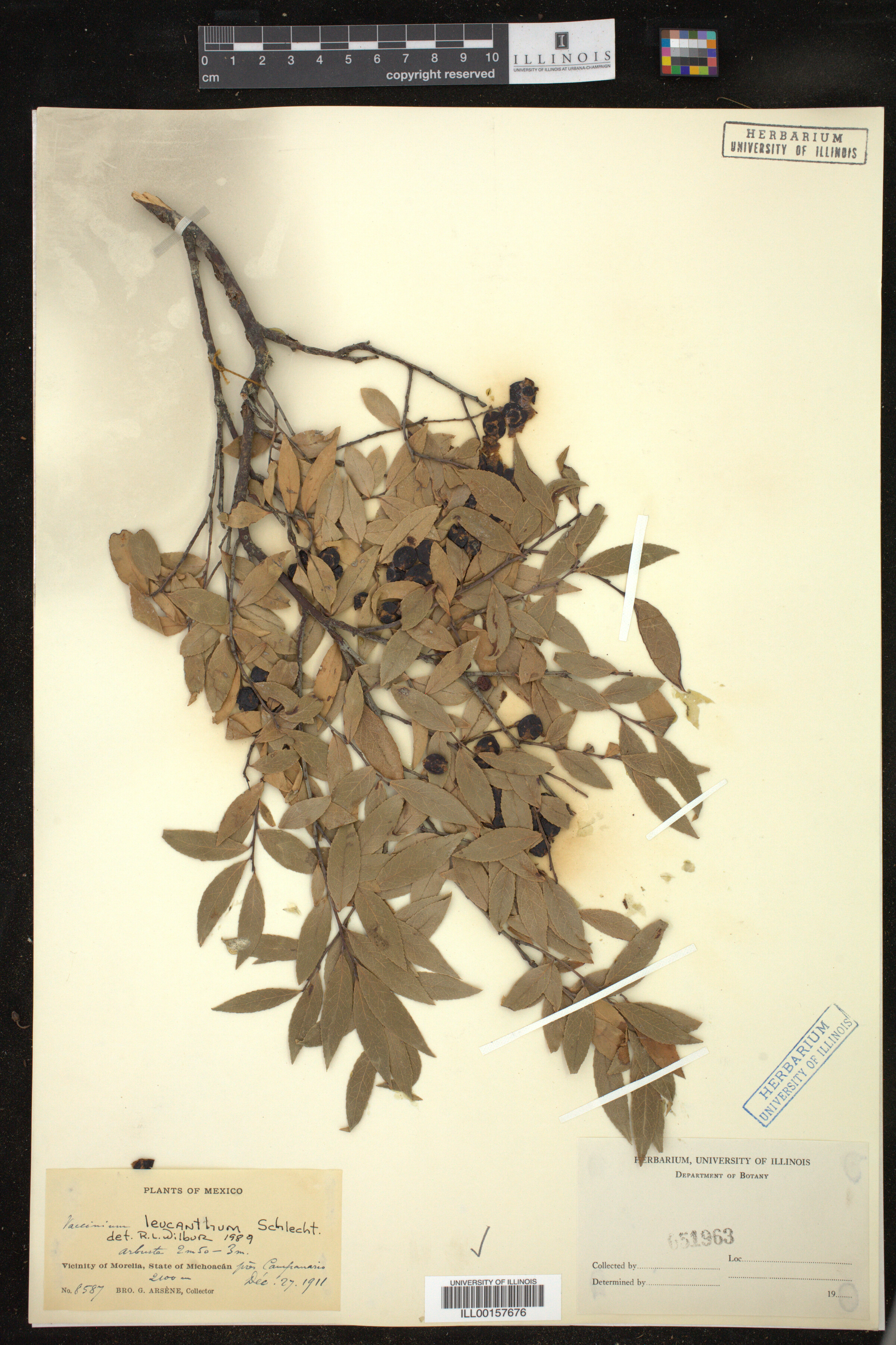 Vaccinium leucanthum image