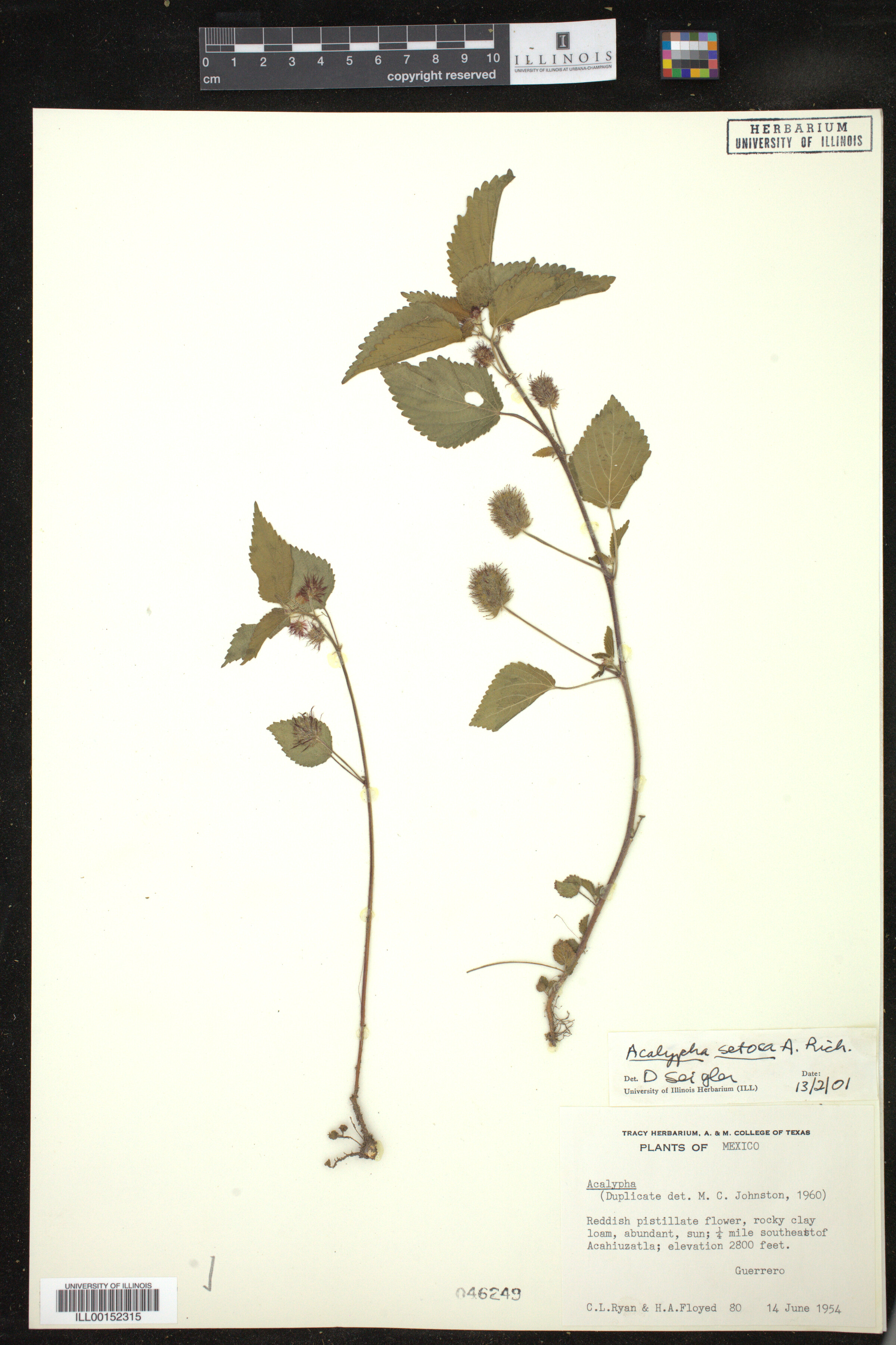 Acalypha setosa image