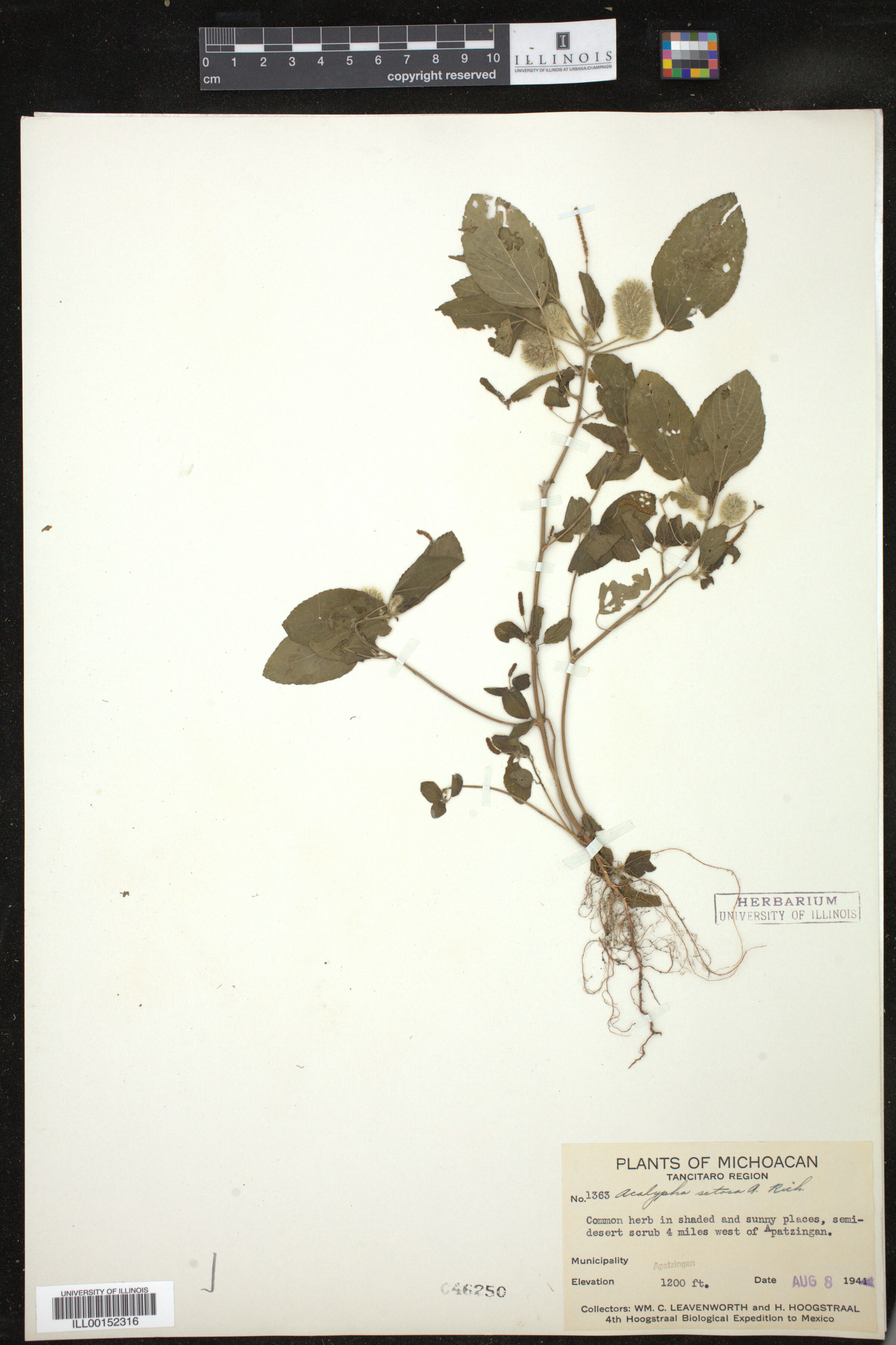 Acalypha setosa image