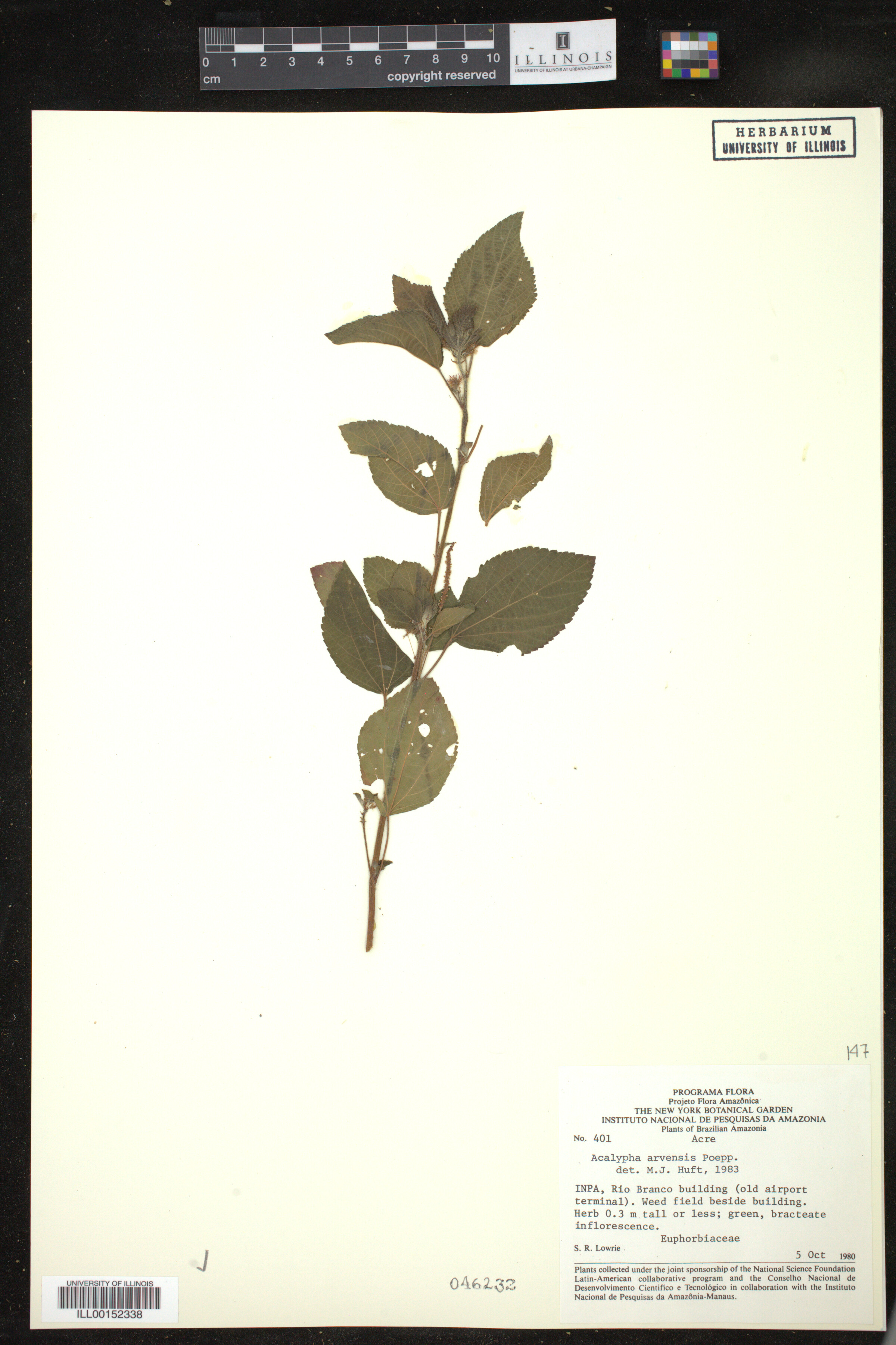 Acalypha arvensis image