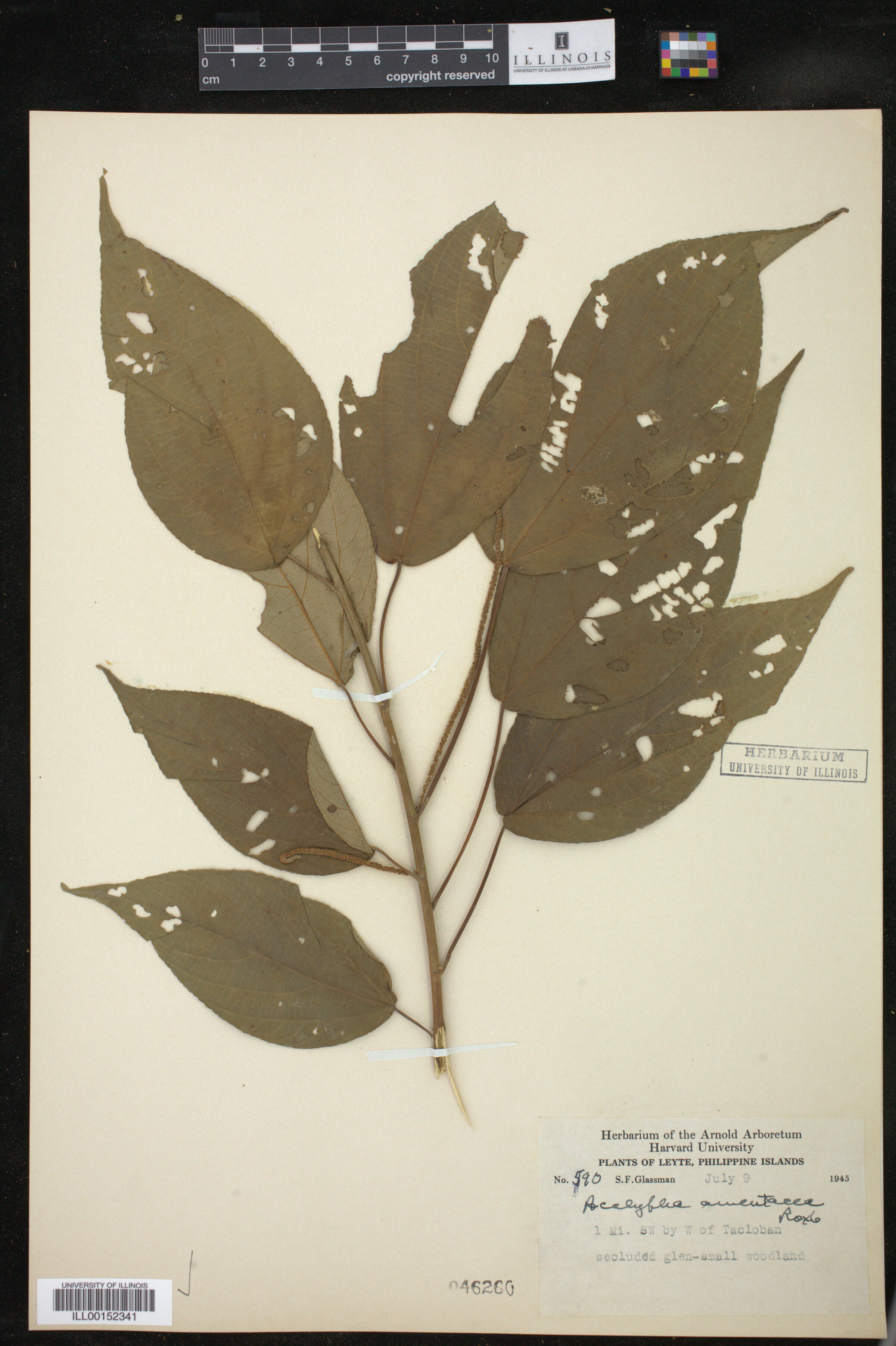 Acalypha amentacea image