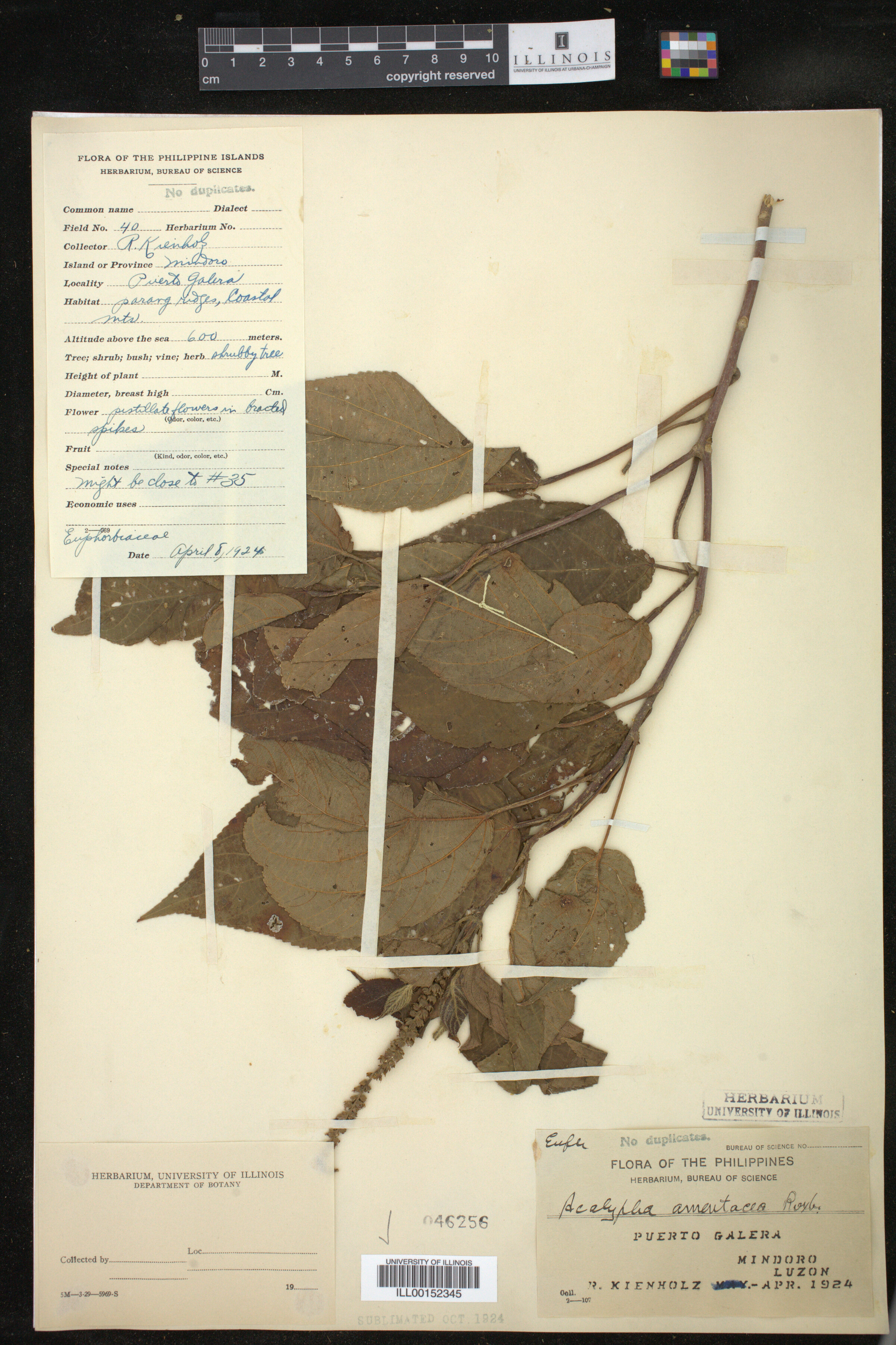 Acalypha amentacea image