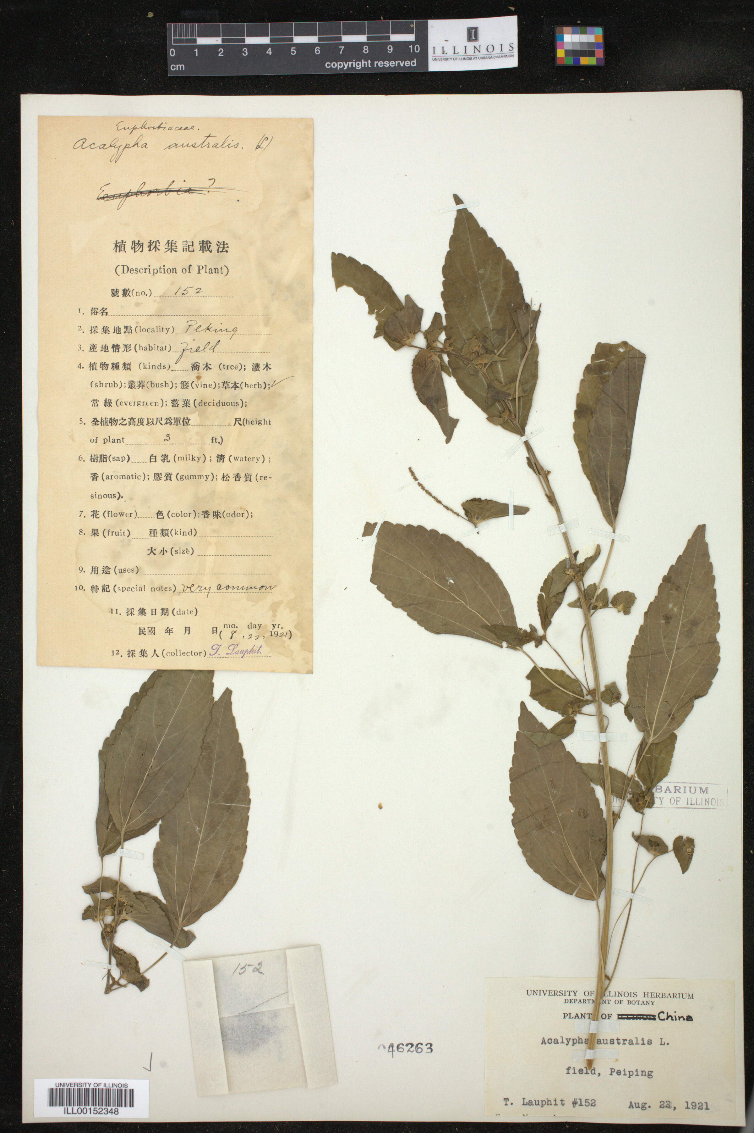 Acalypha australis image