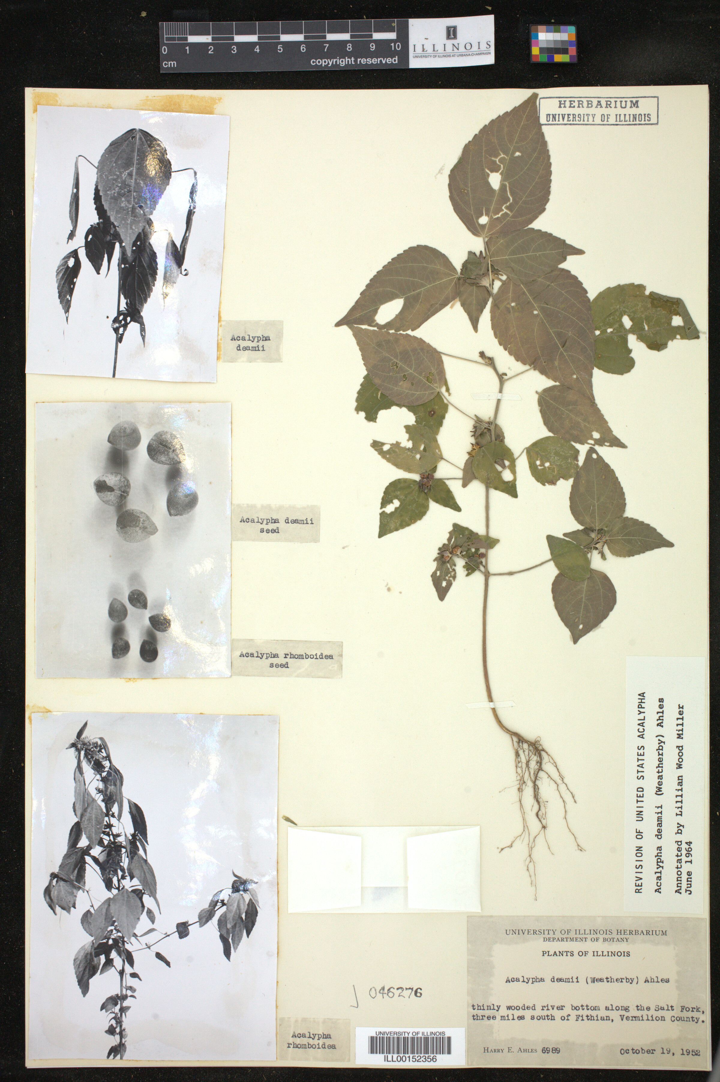 Acalypha deamii image