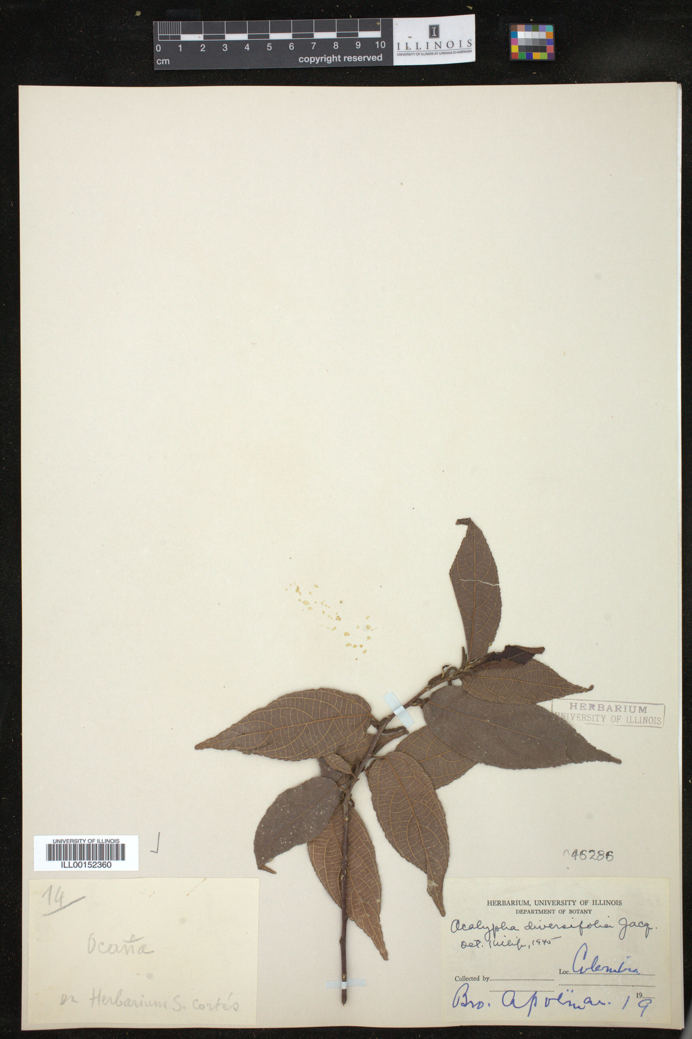 Acalypha diversifolia image