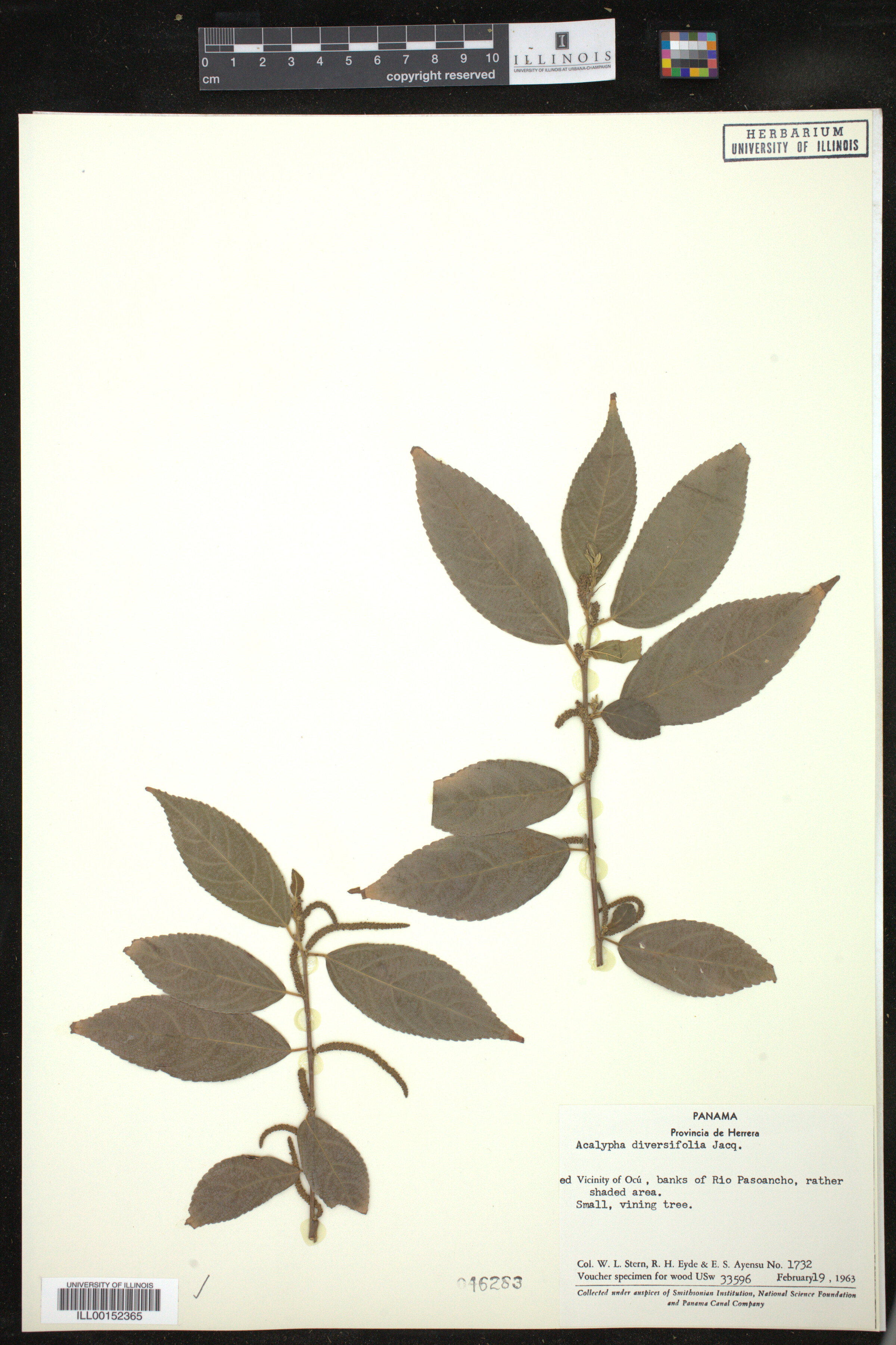 Acalypha diversifolia image