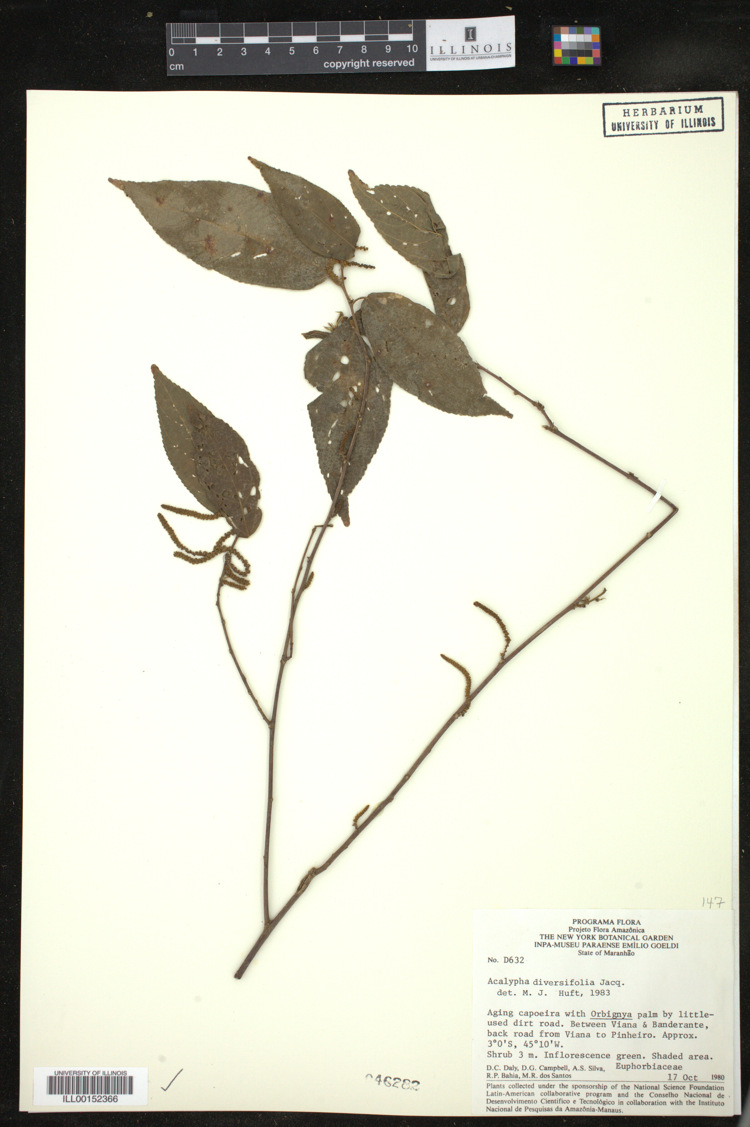 Acalypha diversifolia image