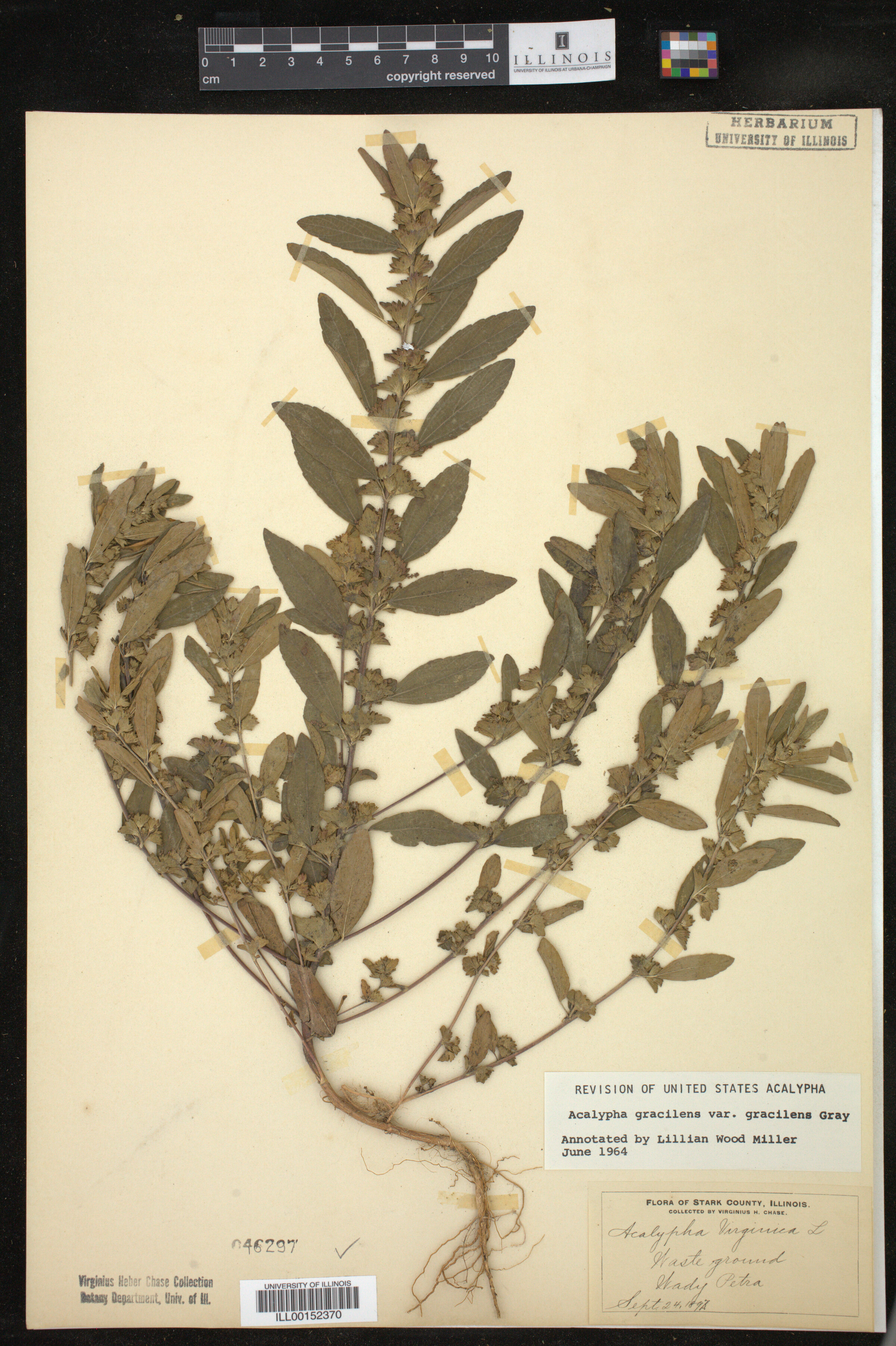 Acalypha gracilens image