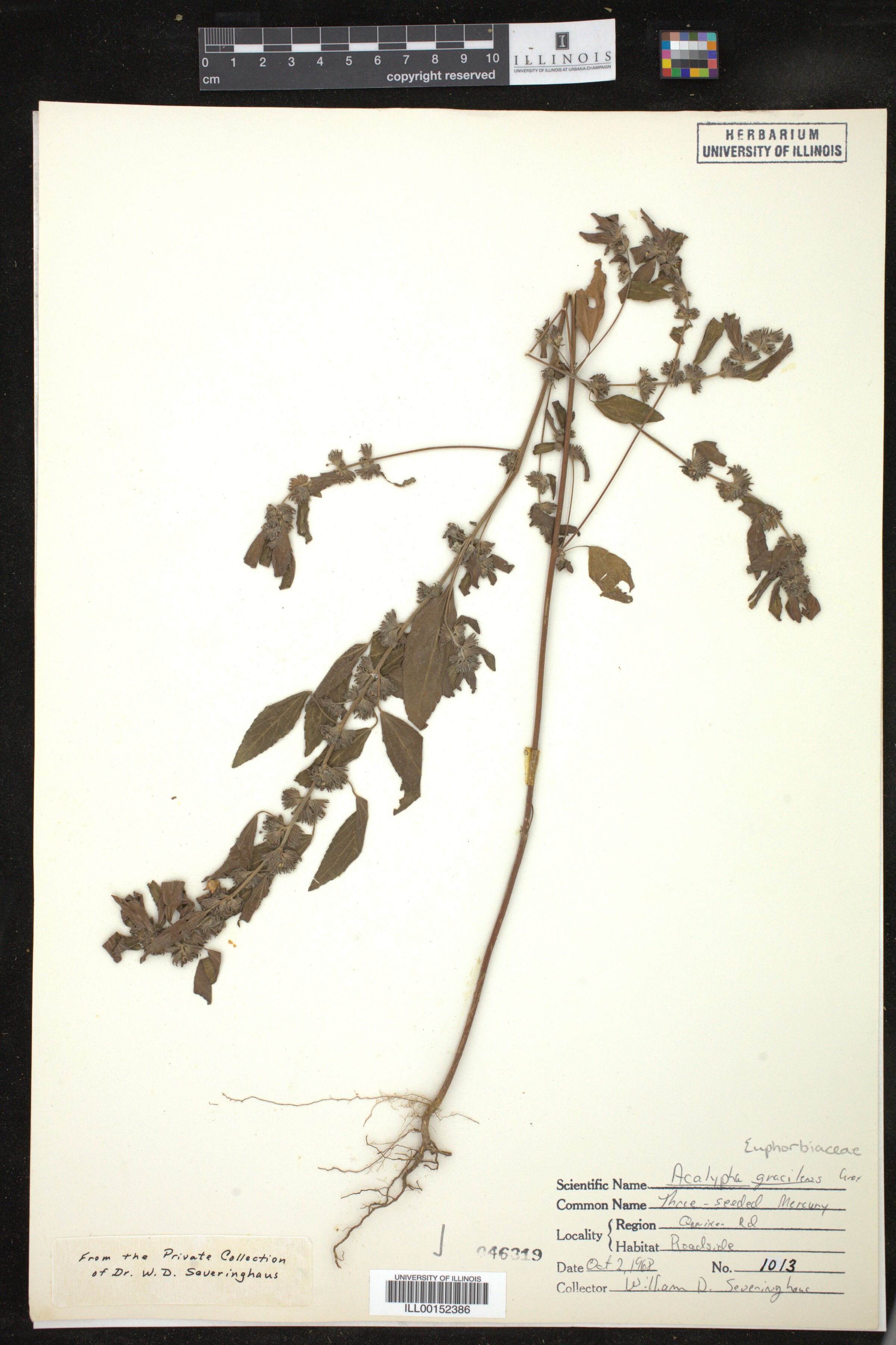Acalypha gracilens image