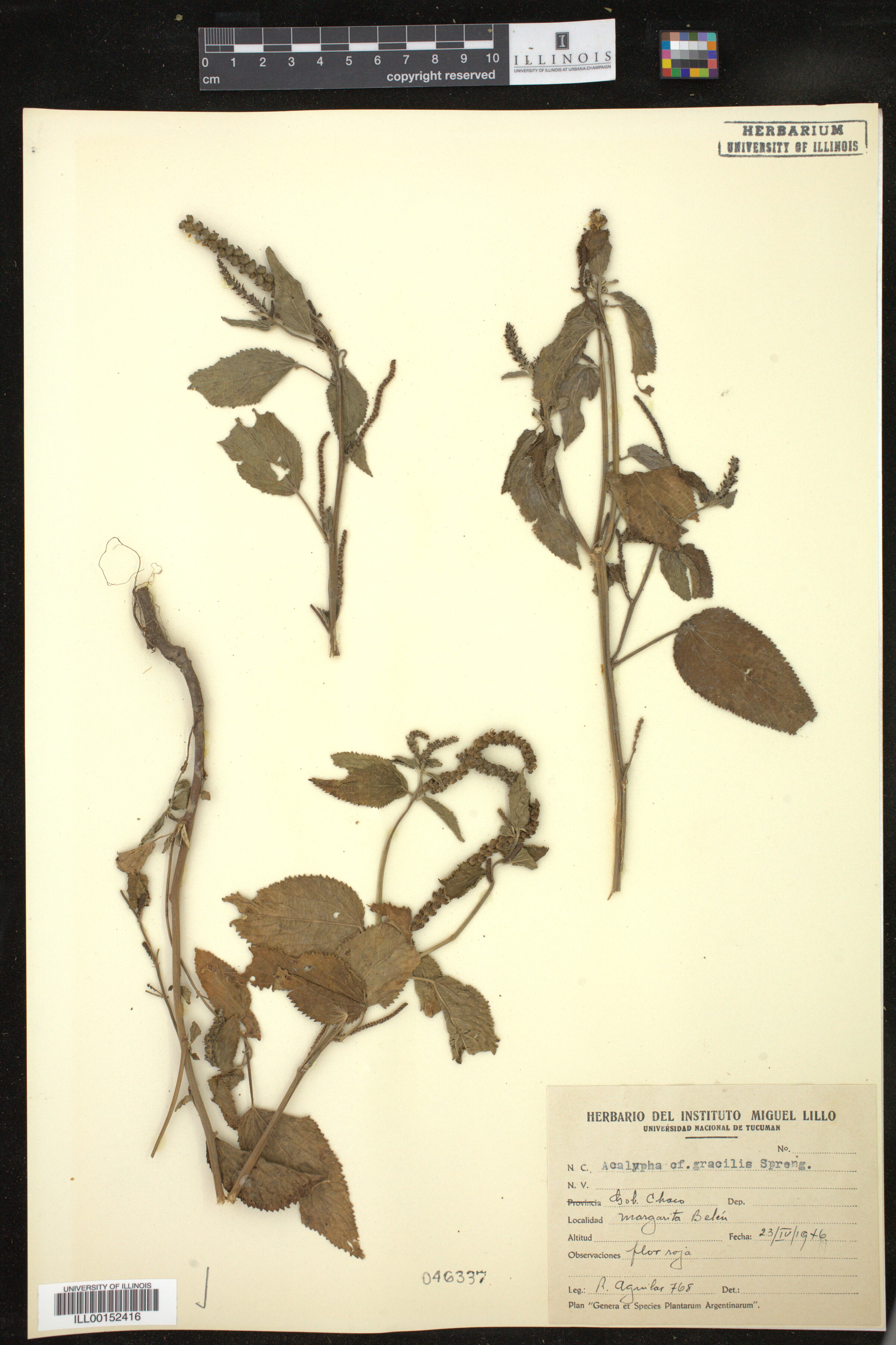 Acalypha gracilis image