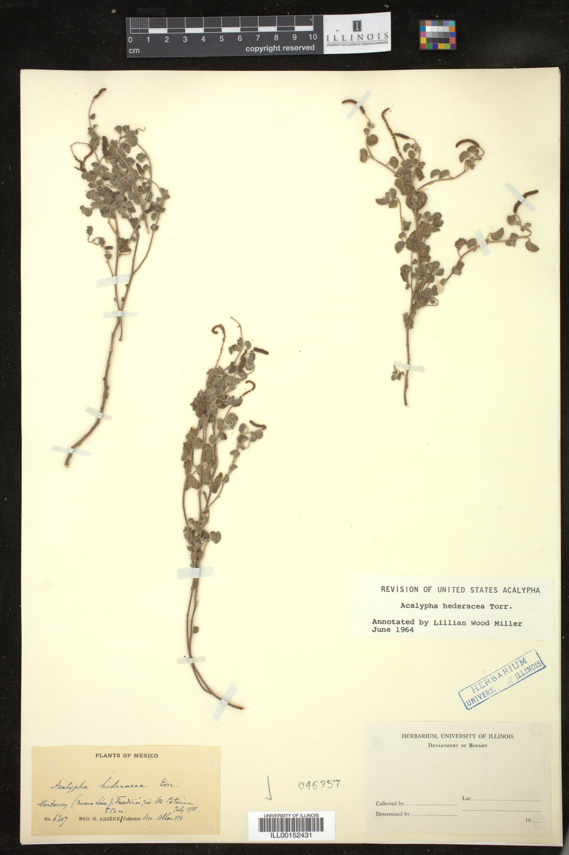 Acalypha monostachya image