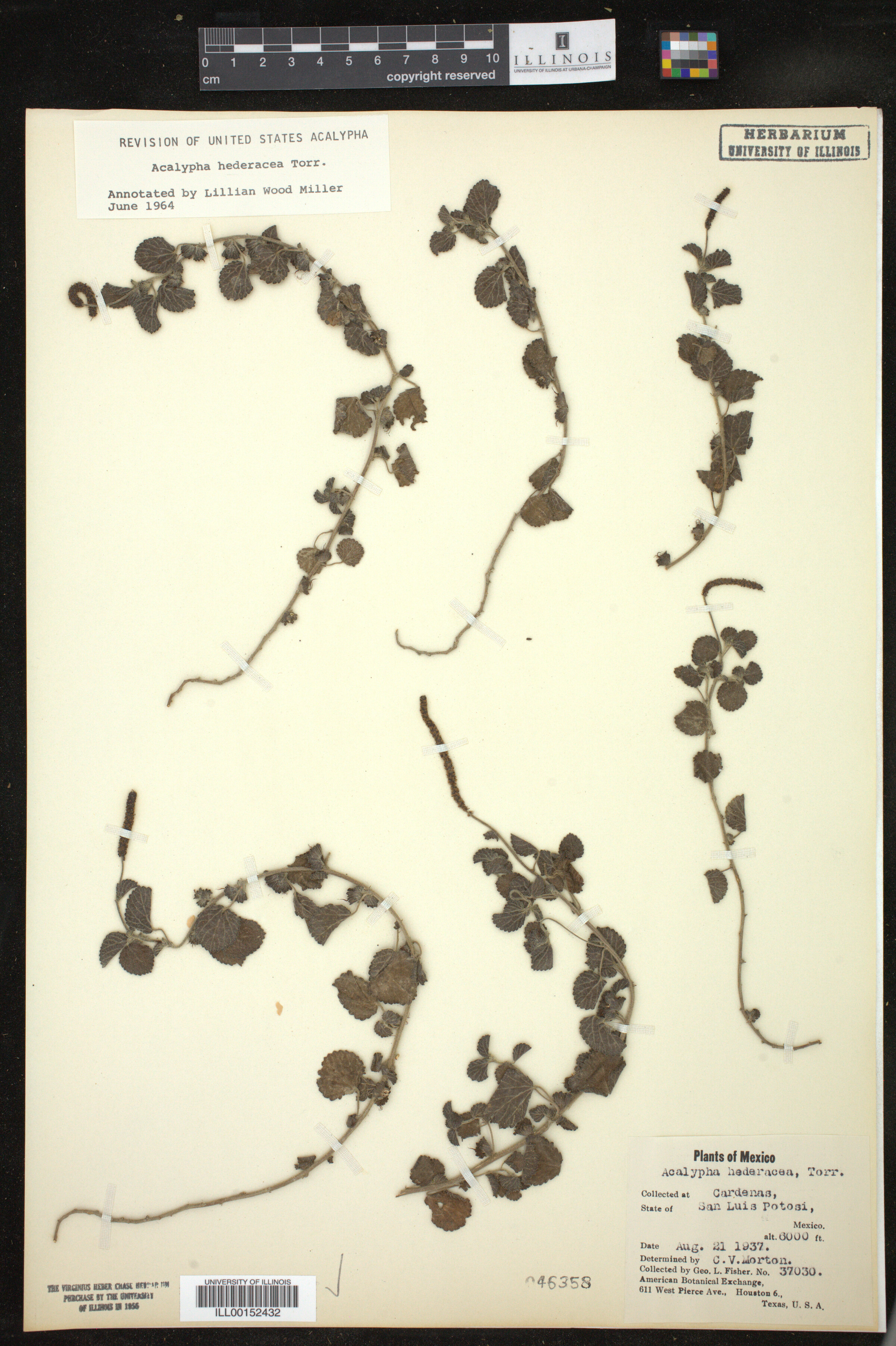 Acalypha monostachya image