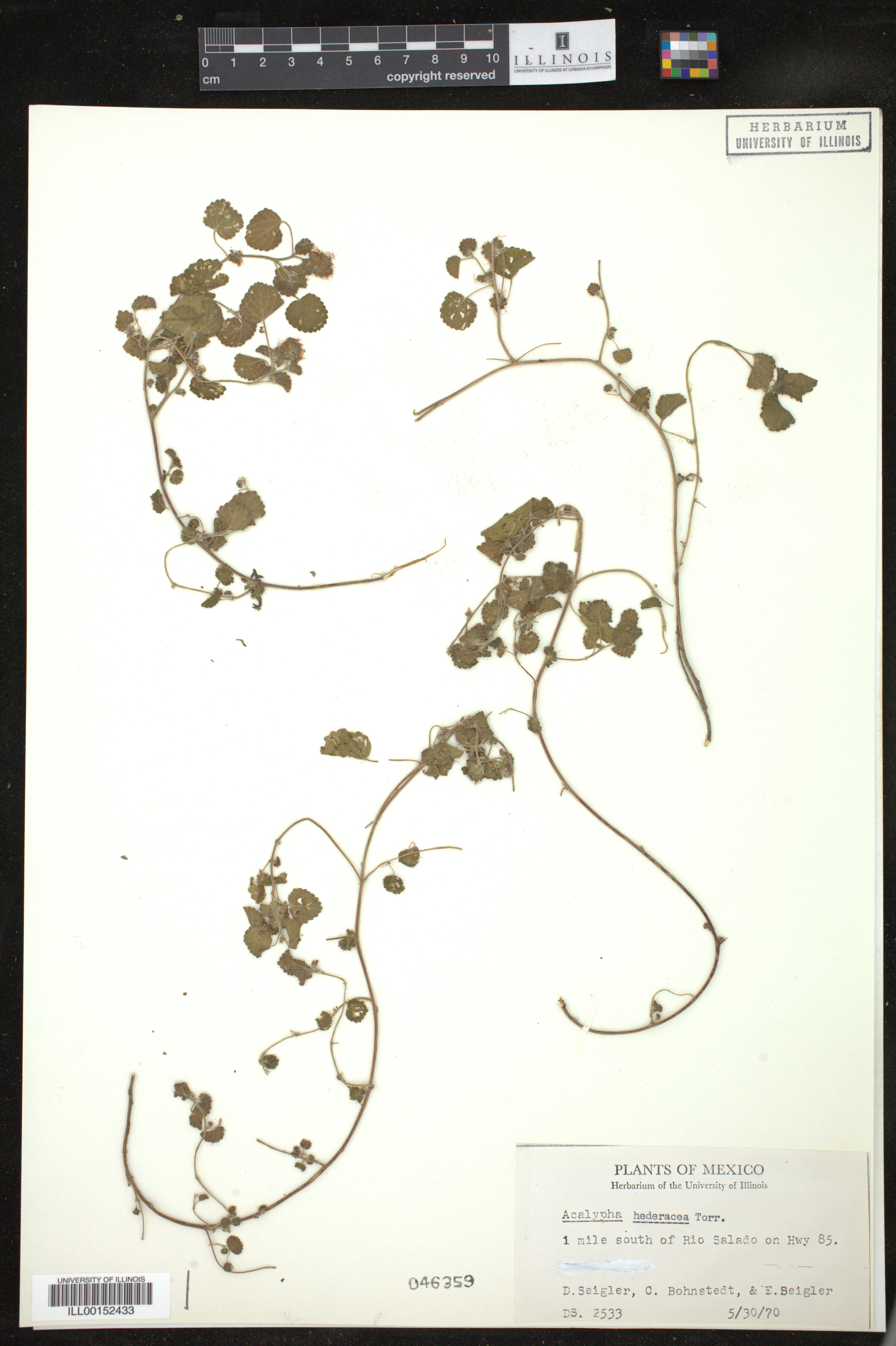 Acalypha monostachya image