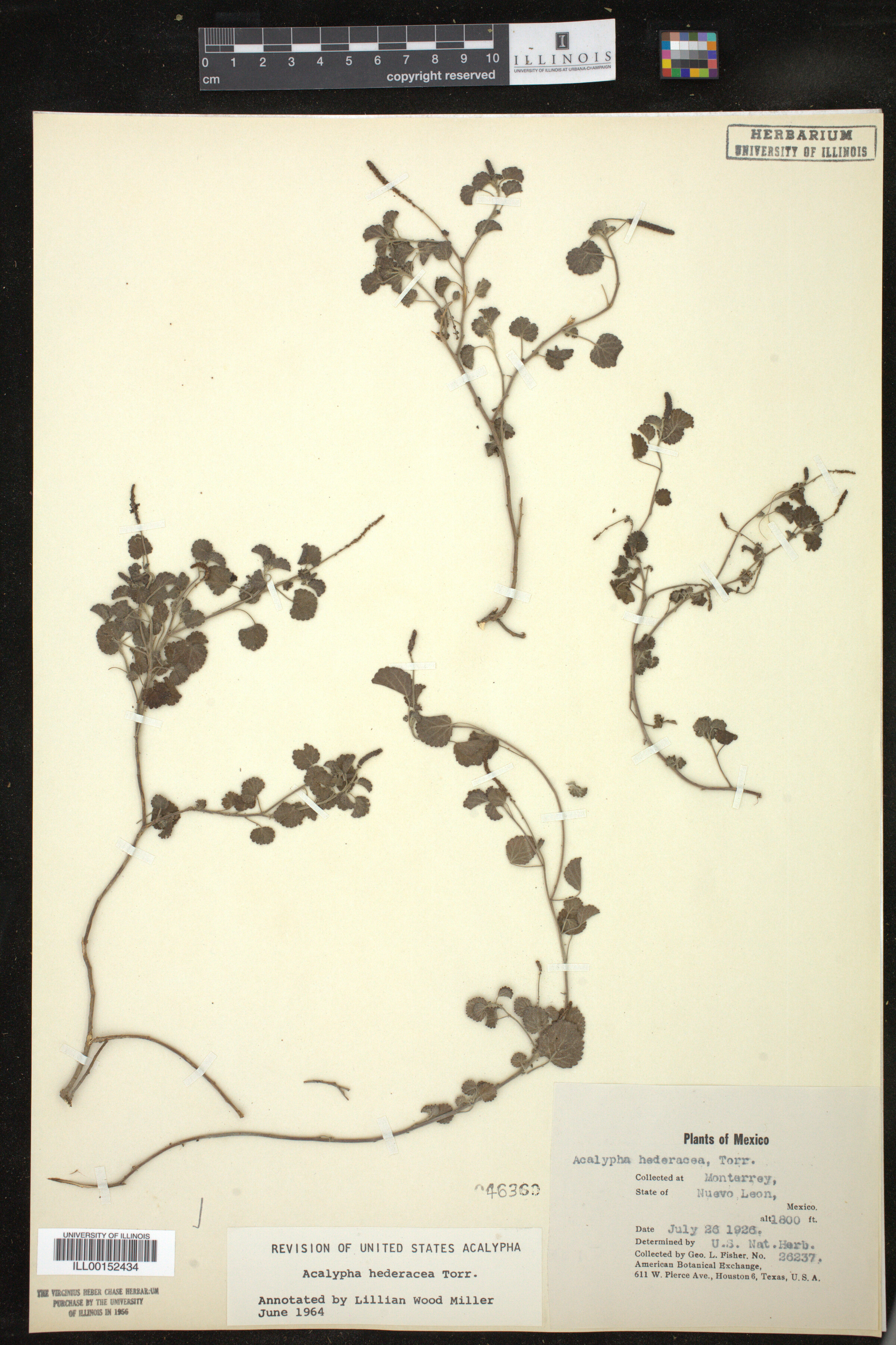 Acalypha monostachya image