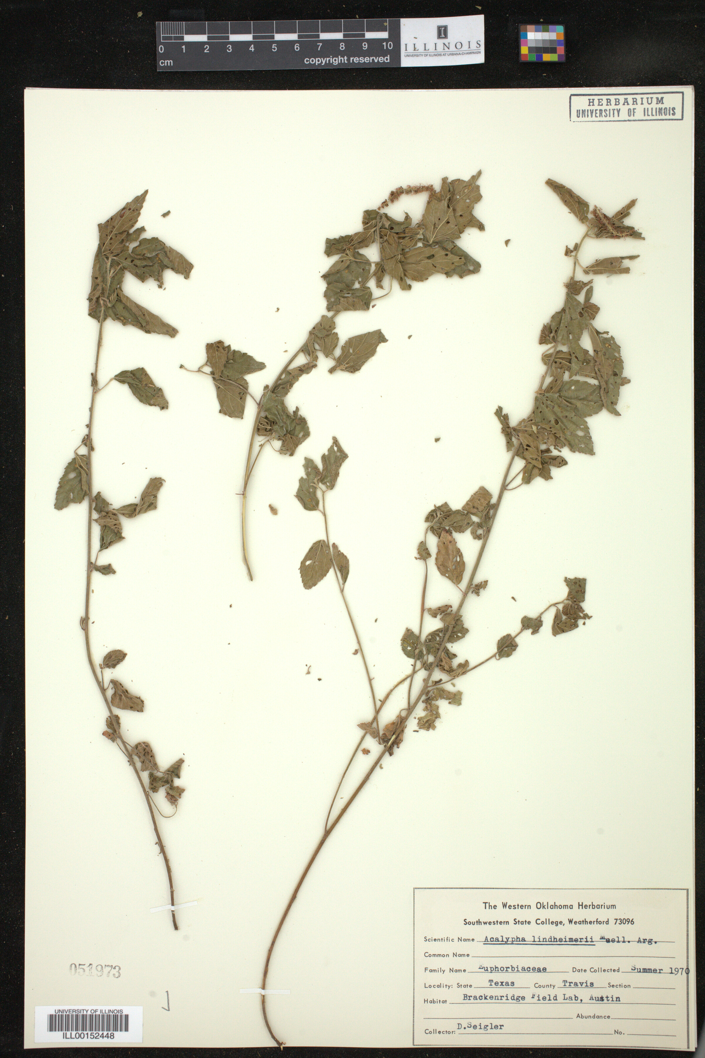 Acalypha phleoides image