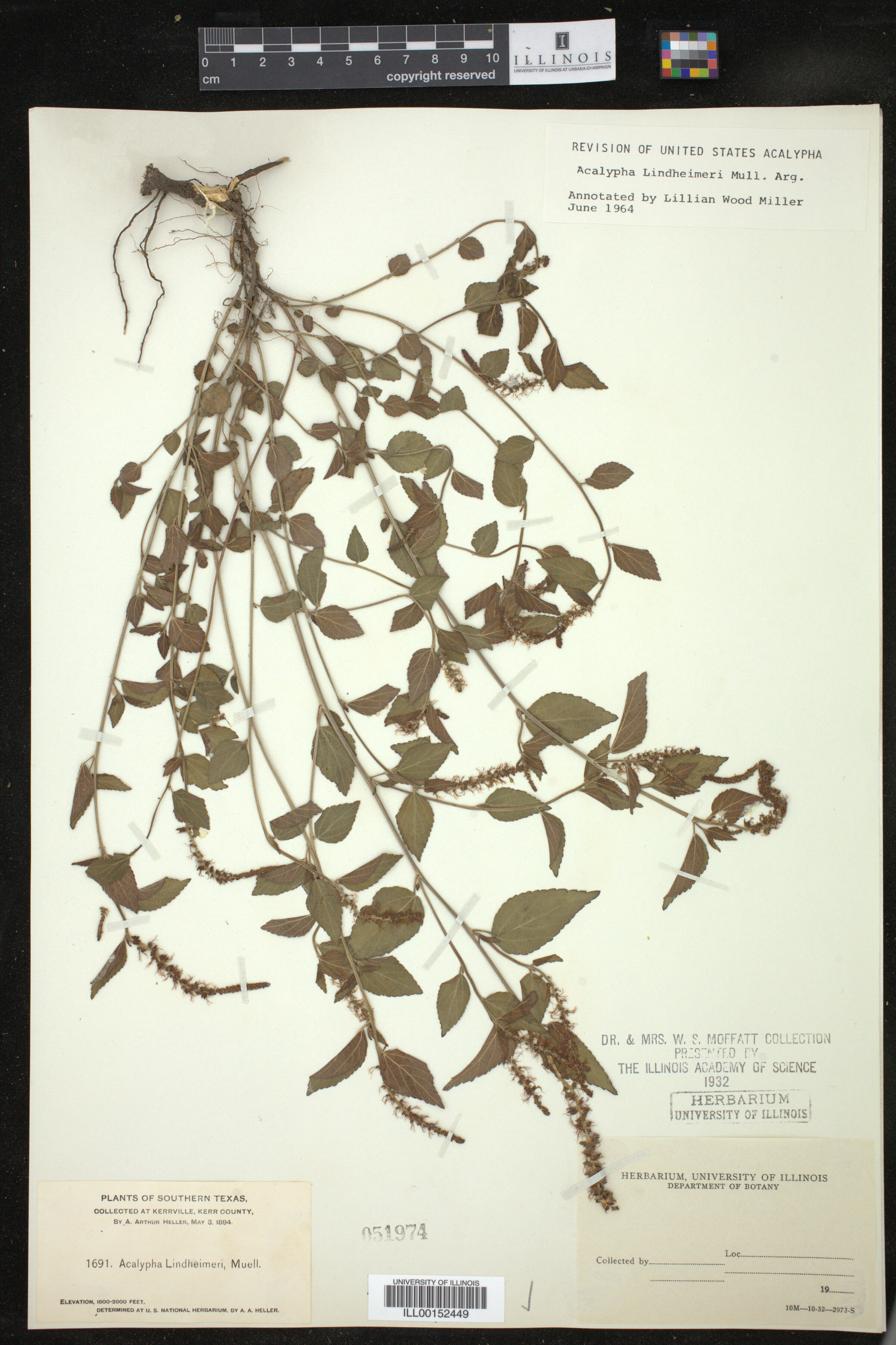 Acalypha phleoides image