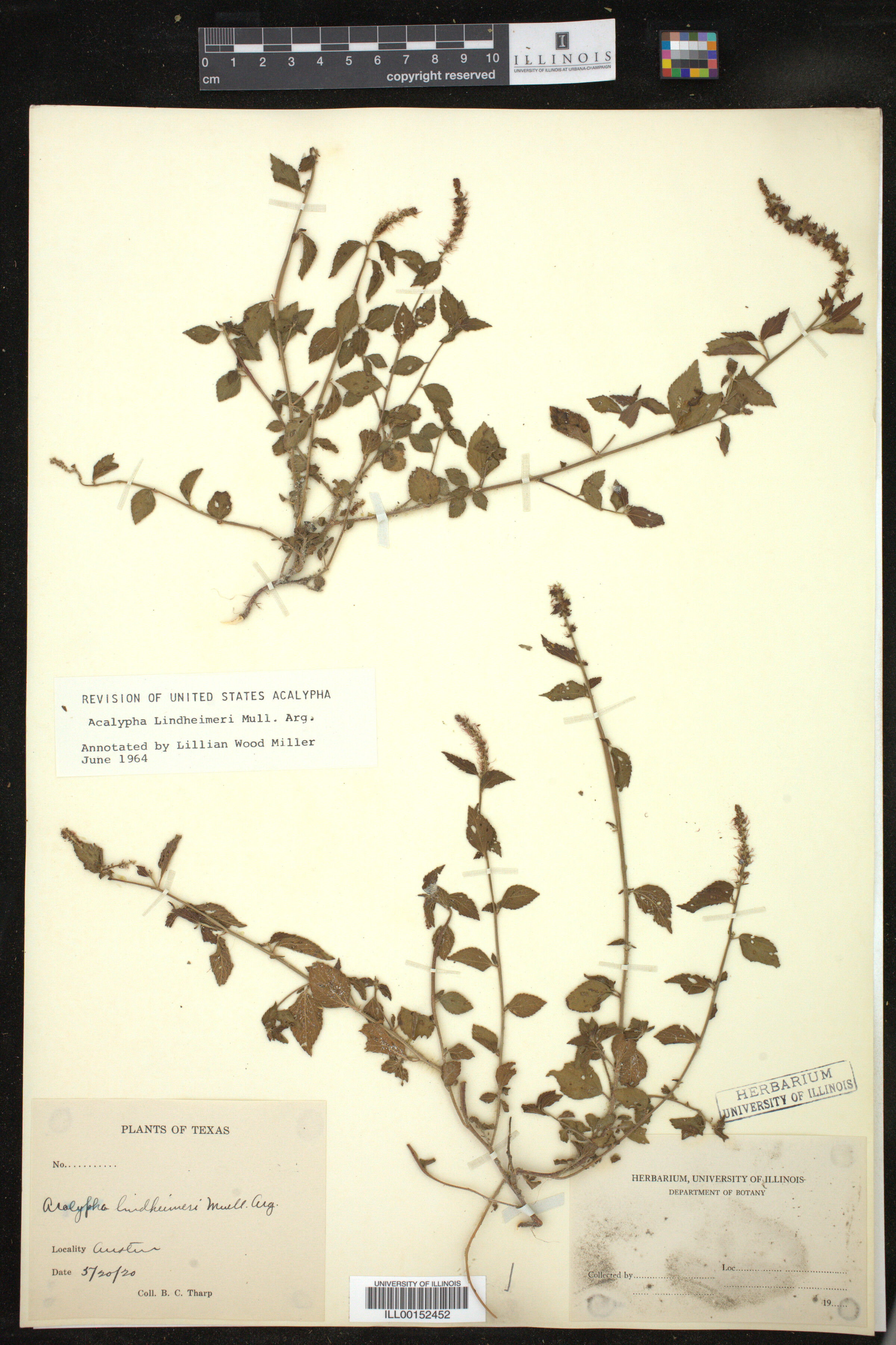 Acalypha phleoides image