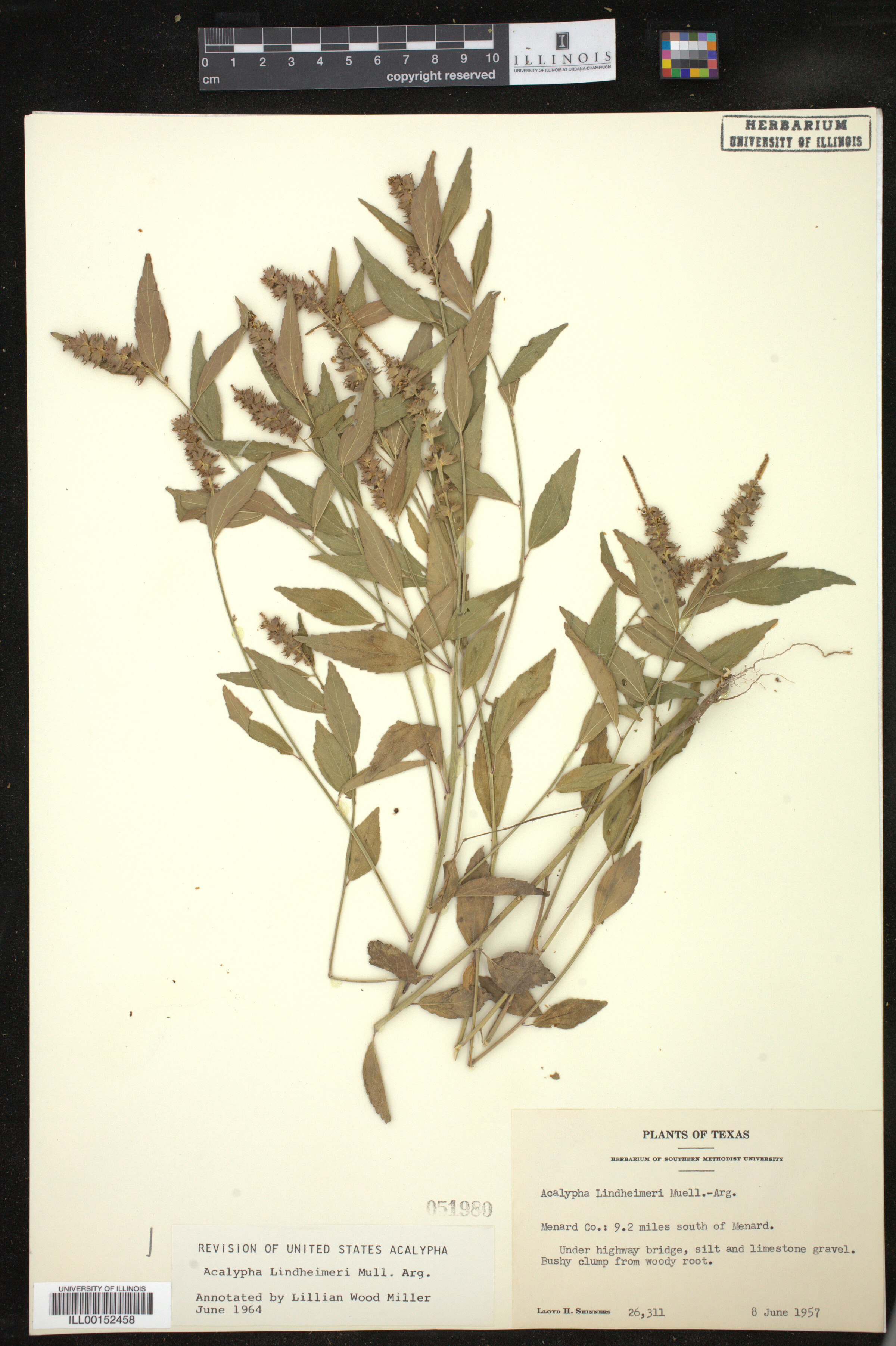 Acalypha phleoides image