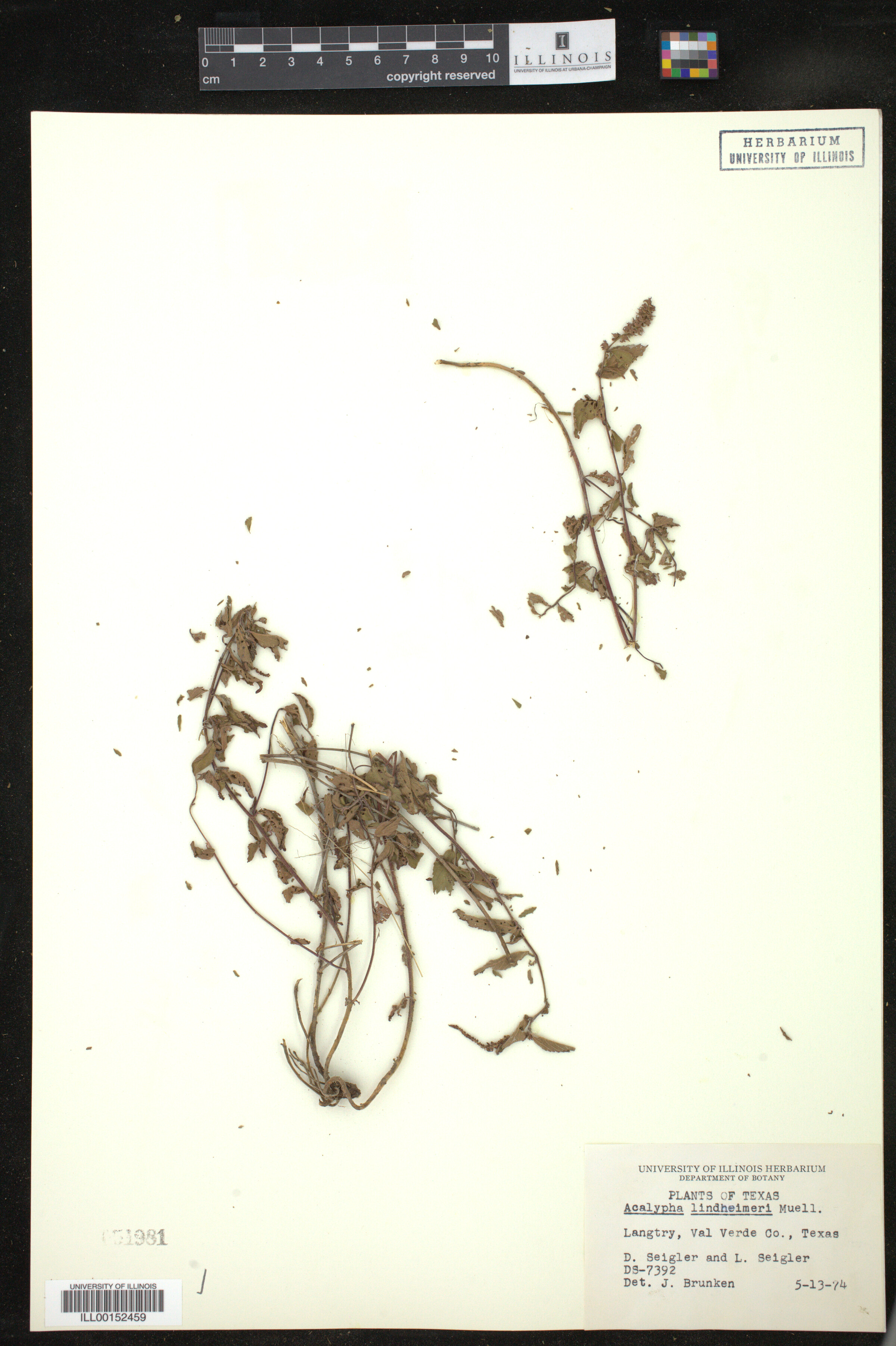 Acalypha phleoides image