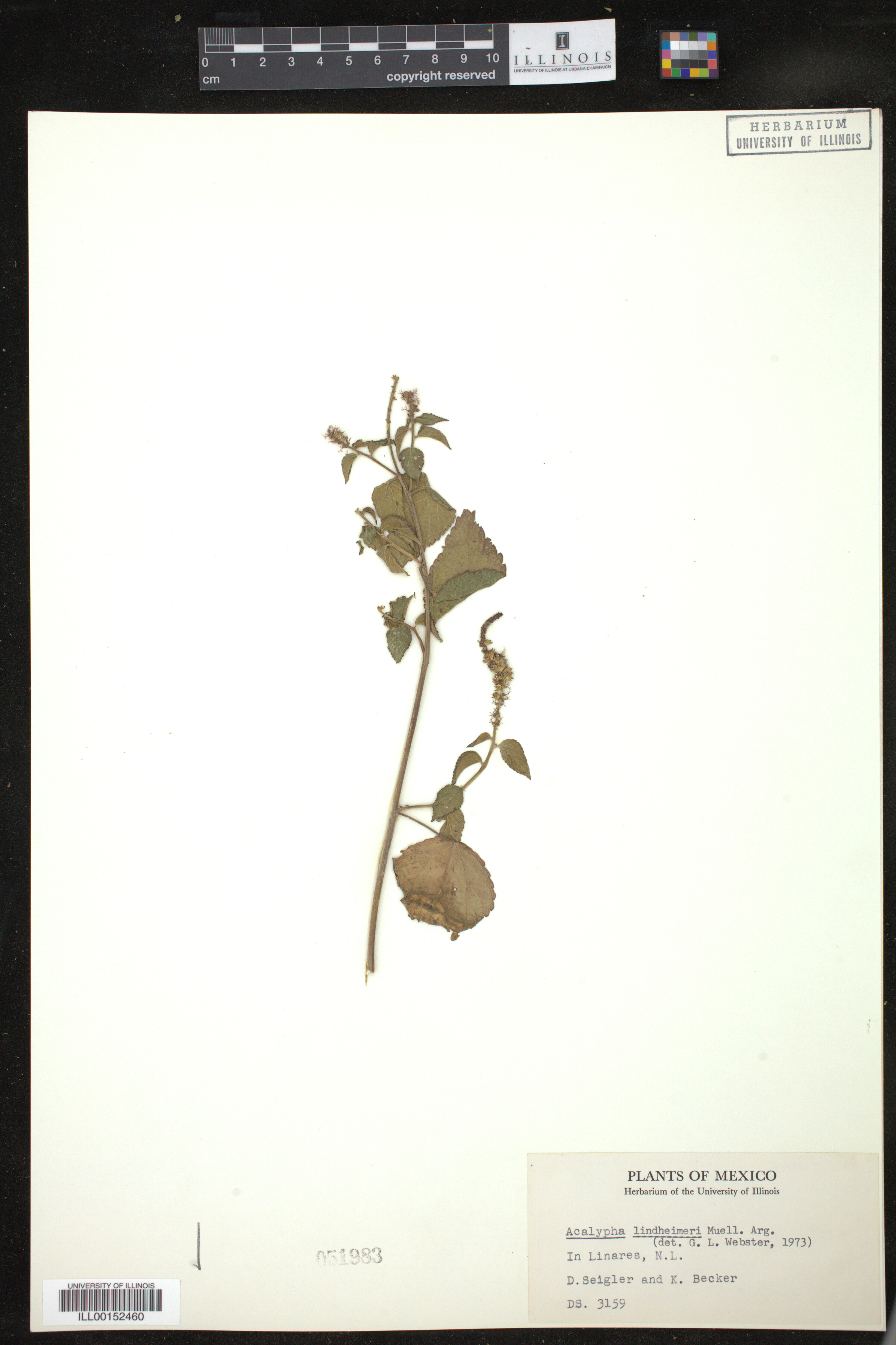 Acalypha phleoides image