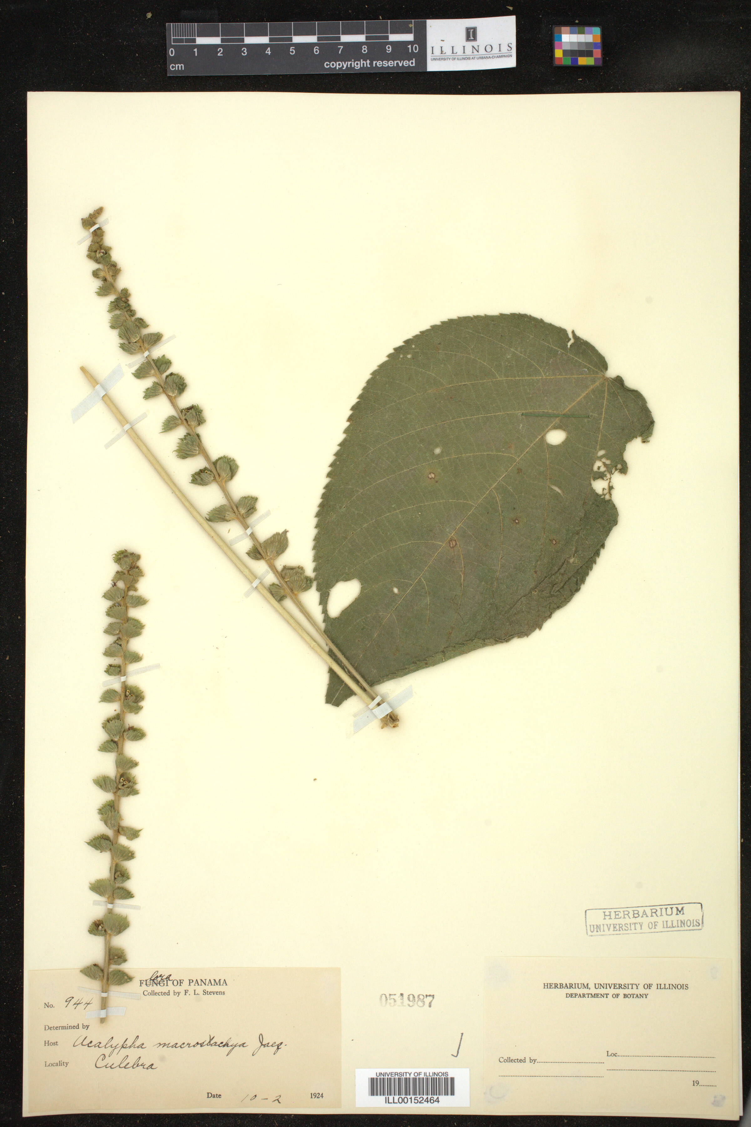 Acalypha macrostachya image