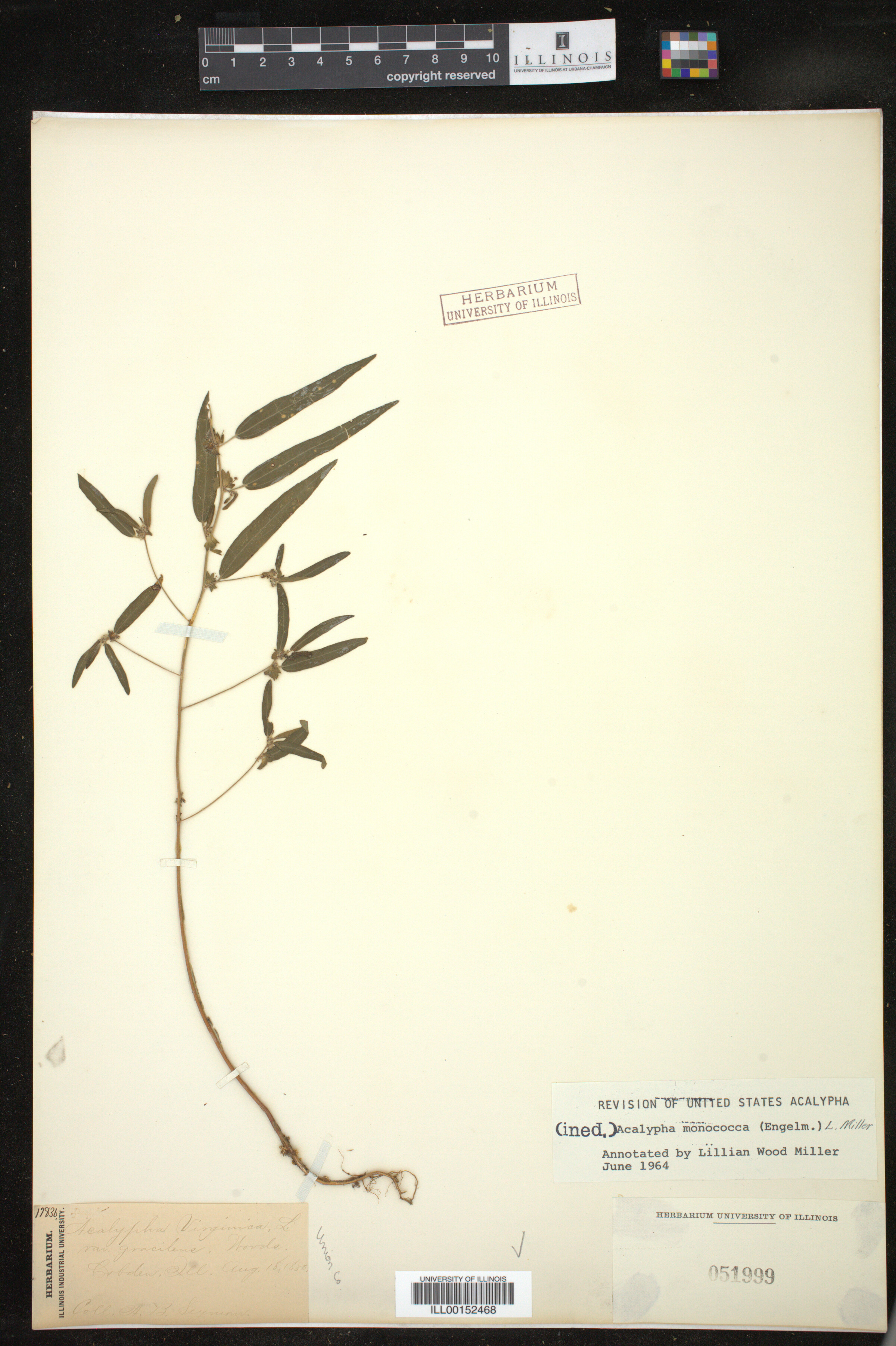 Acalypha monococca image