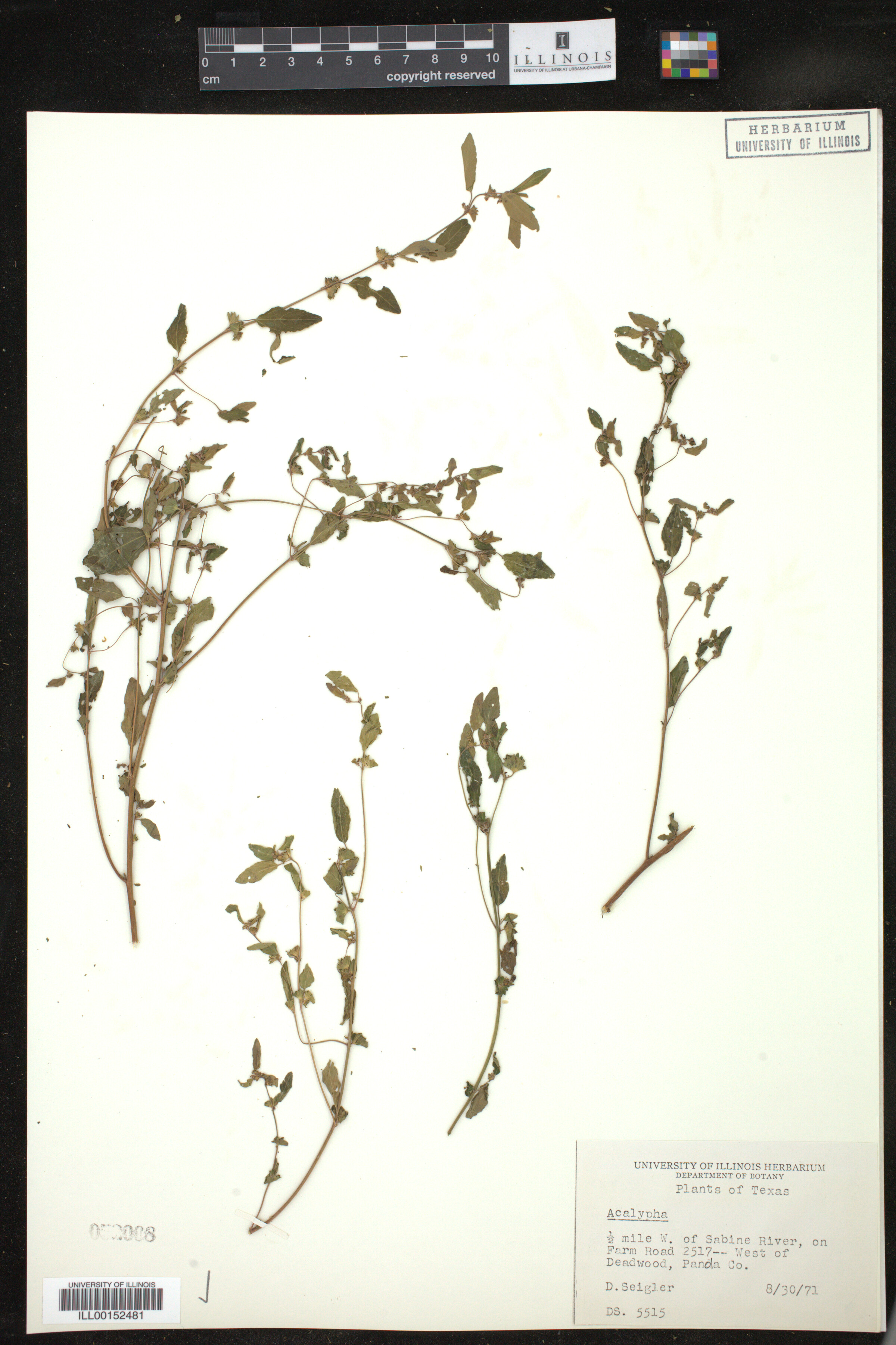 Acalypha monococca image