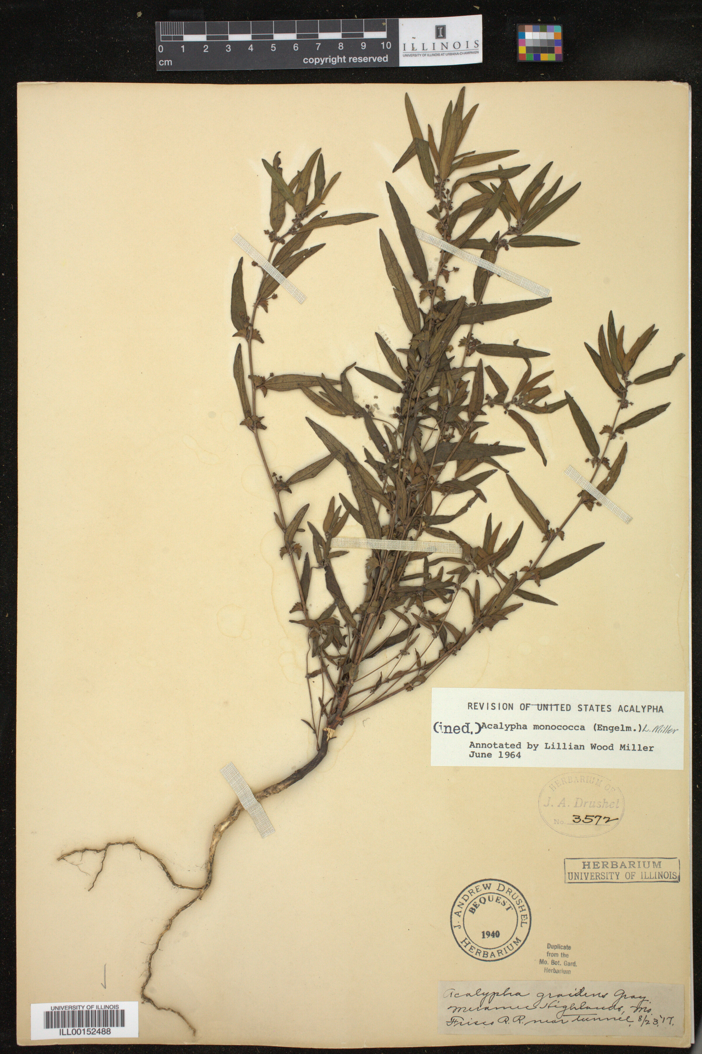 Acalypha monococca image