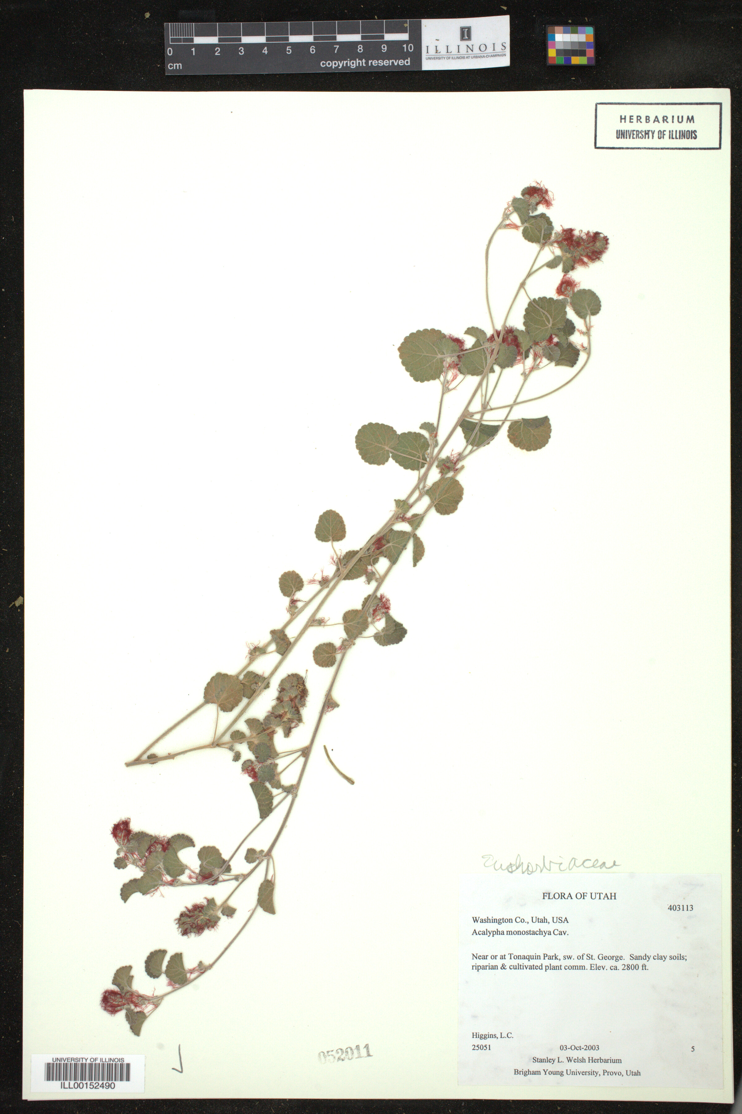 Acalypha monostachya image