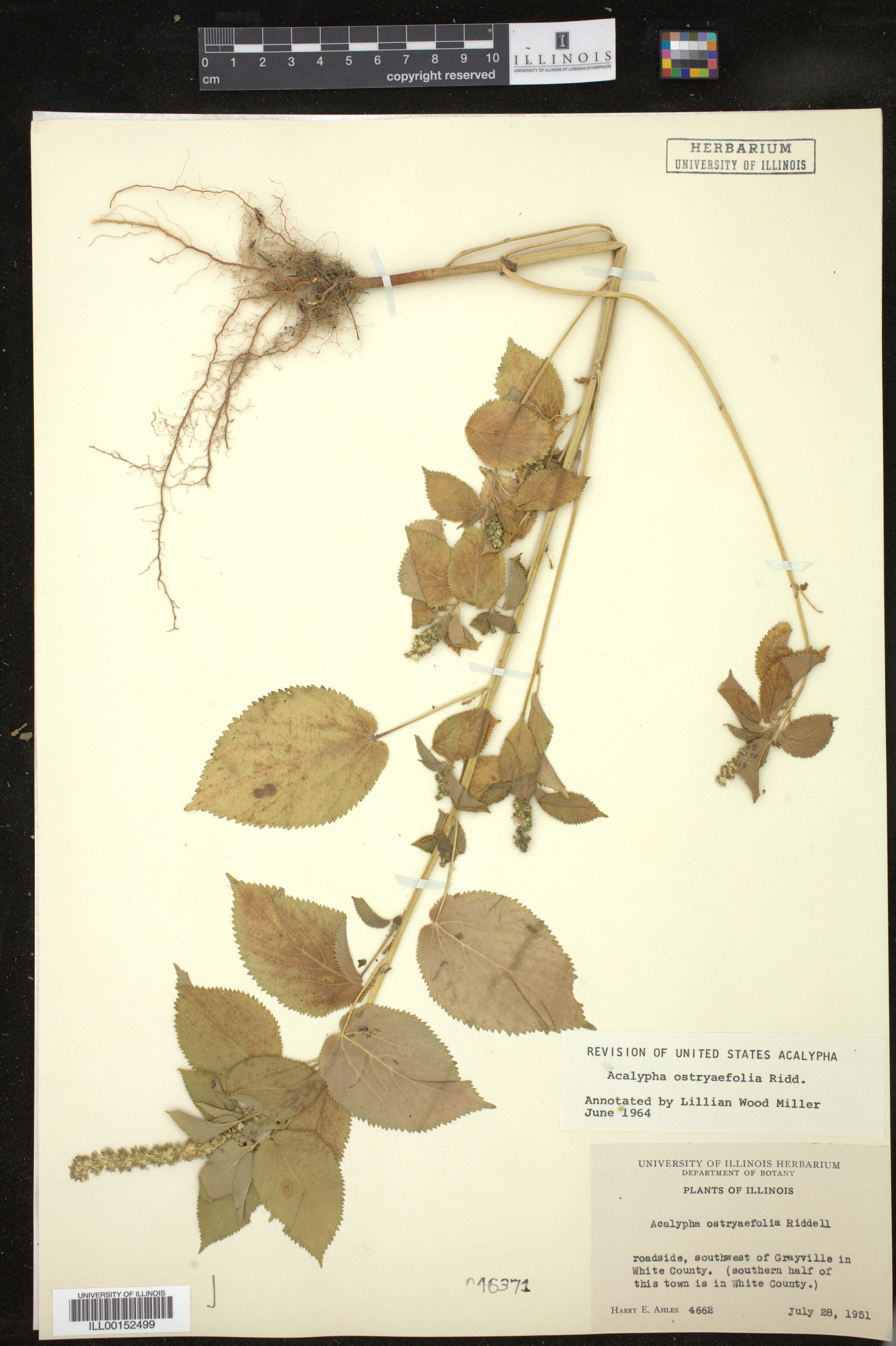 Acalypha ostryaefolia image
