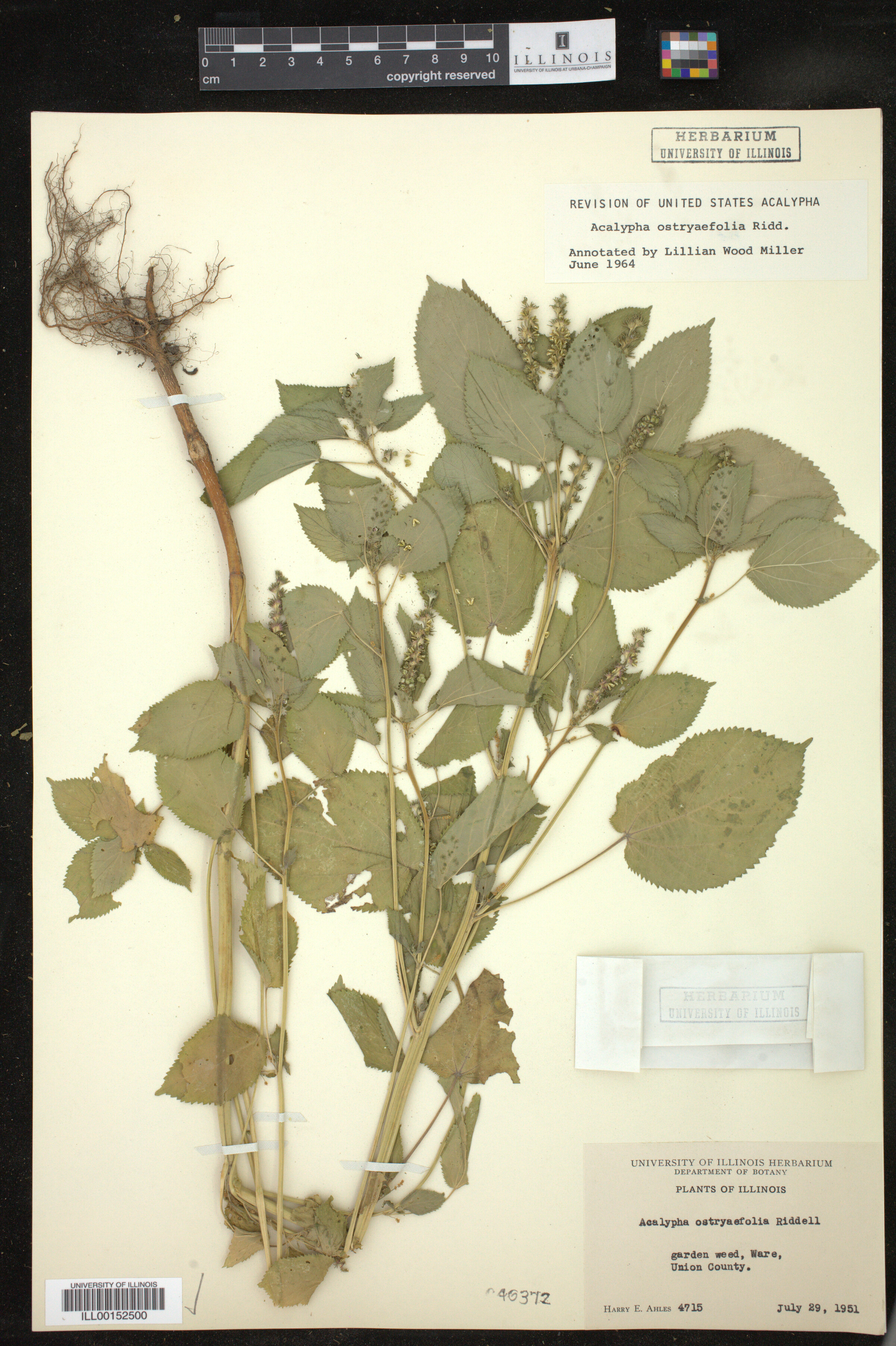 Acalypha ostryaefolia image